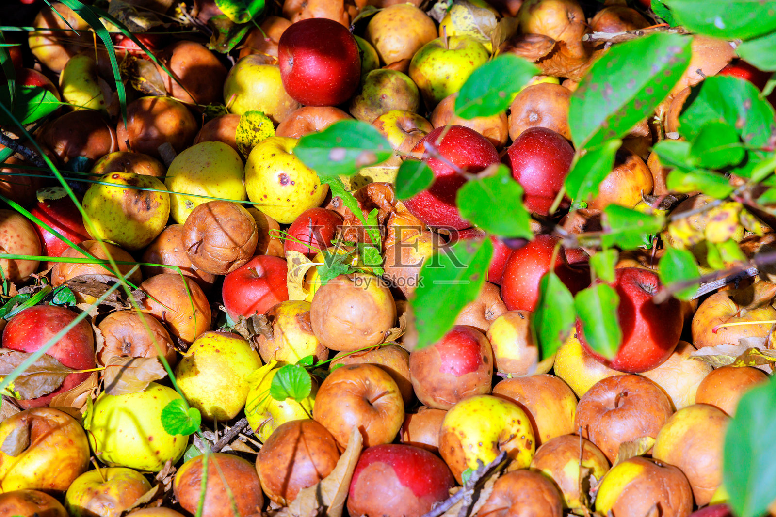一个感染的花园,因疾病而从树上掉落的苹果在地面上腐烂,对花园造成了危害。照片摄影图片