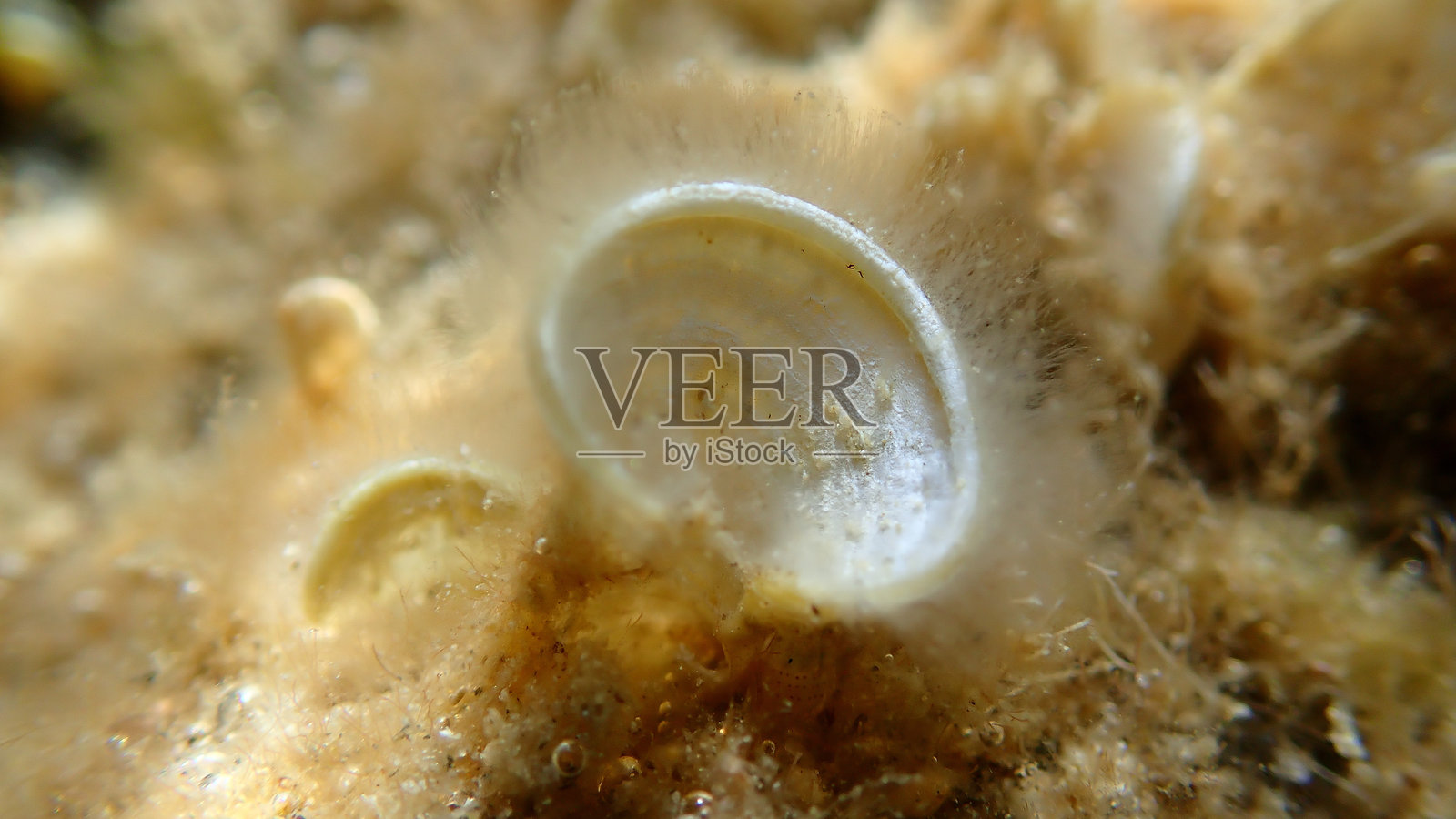 小棕色海藻孔雀尾(Padina pavonica)在爱琴海水下的特写照片摄影图片