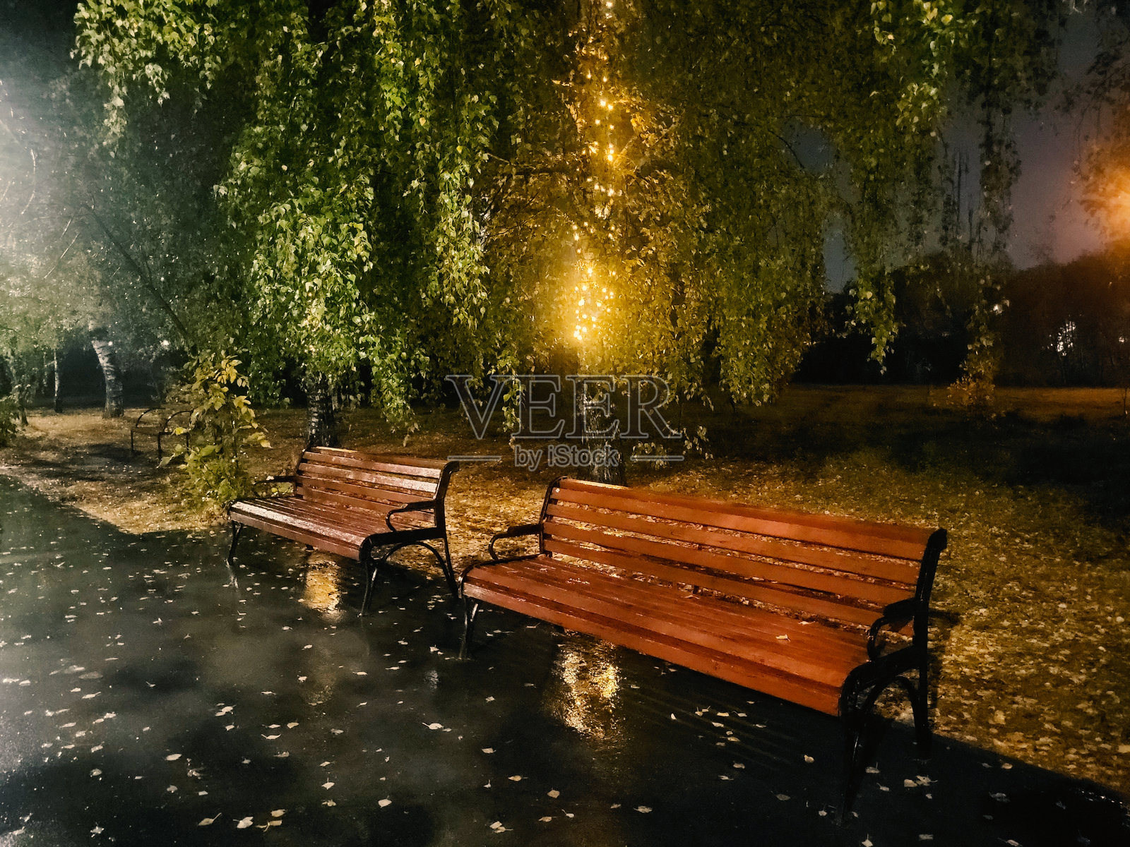 城市公园秋季黄昏雨后自然植物景观的倒影与光照照片摄影图片