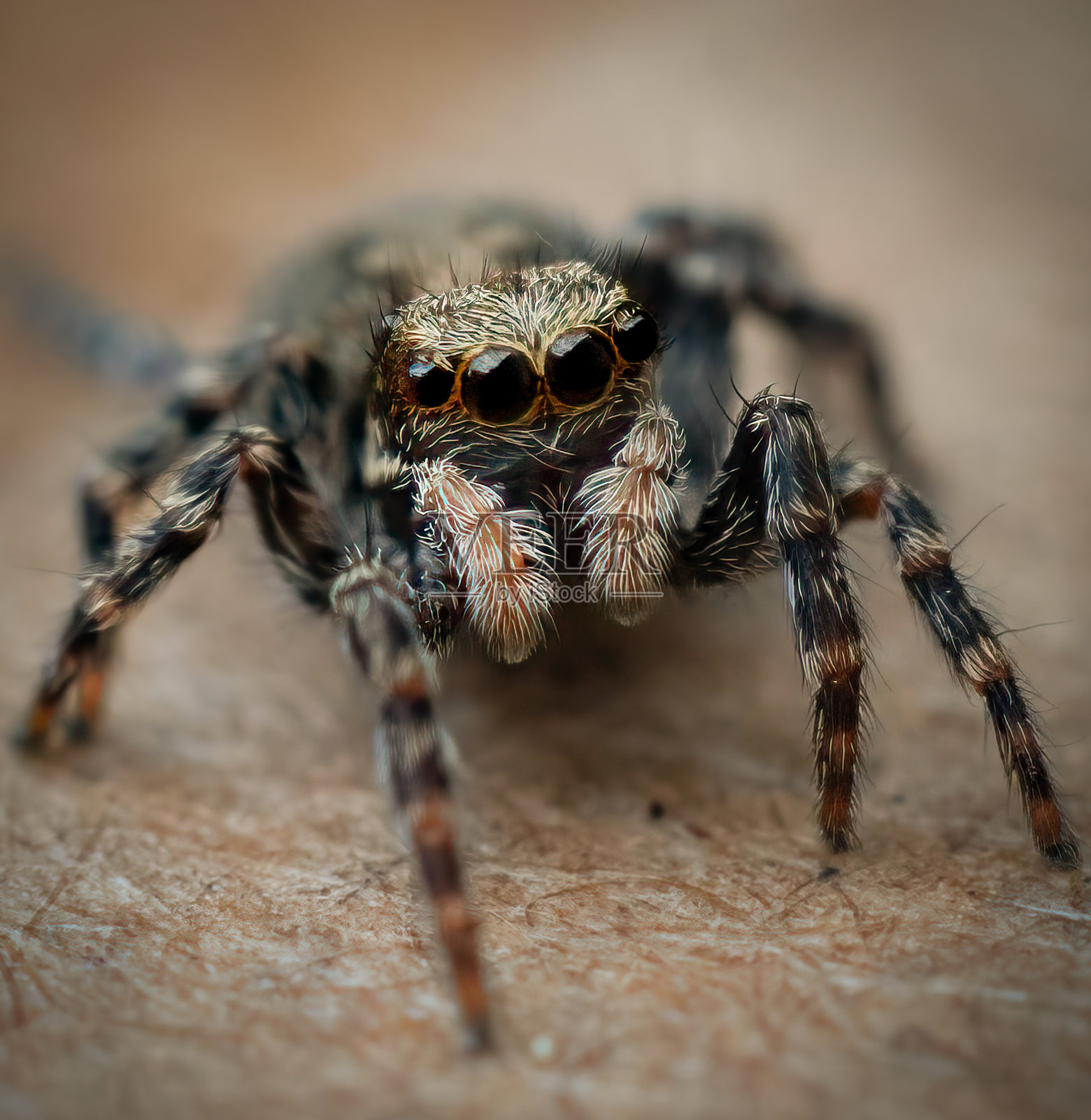 跳蛛照片摄影图片