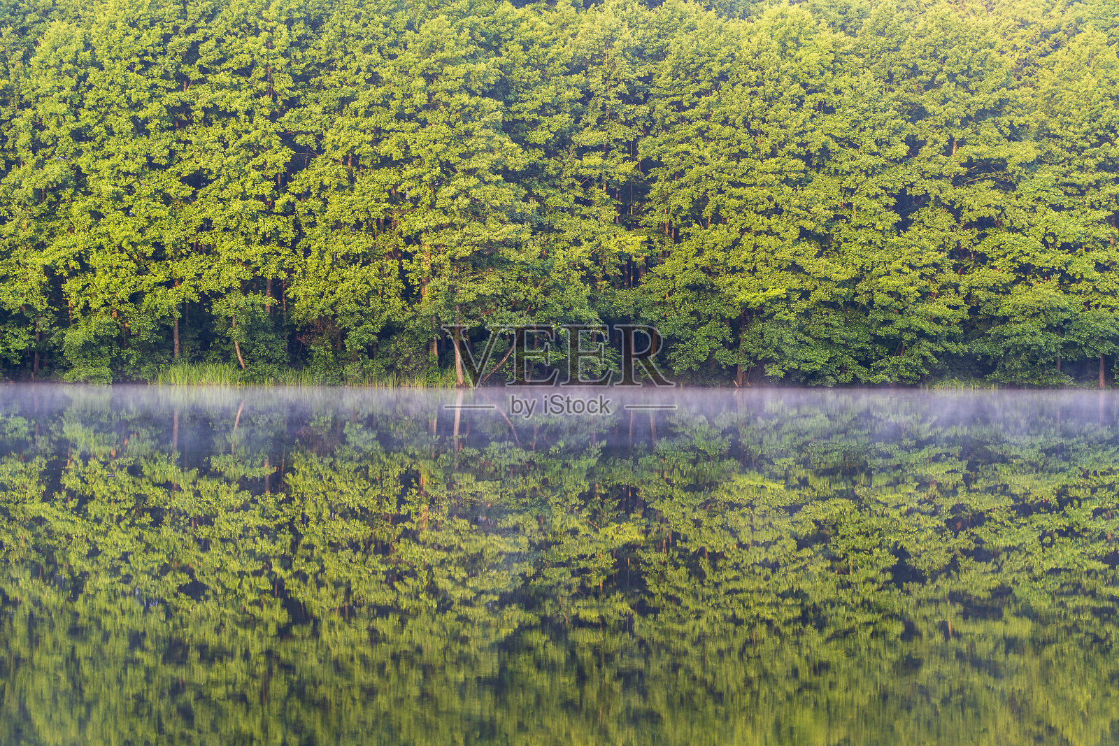 湖边的绿色森林在平静的水面上倒影照片摄影图片
