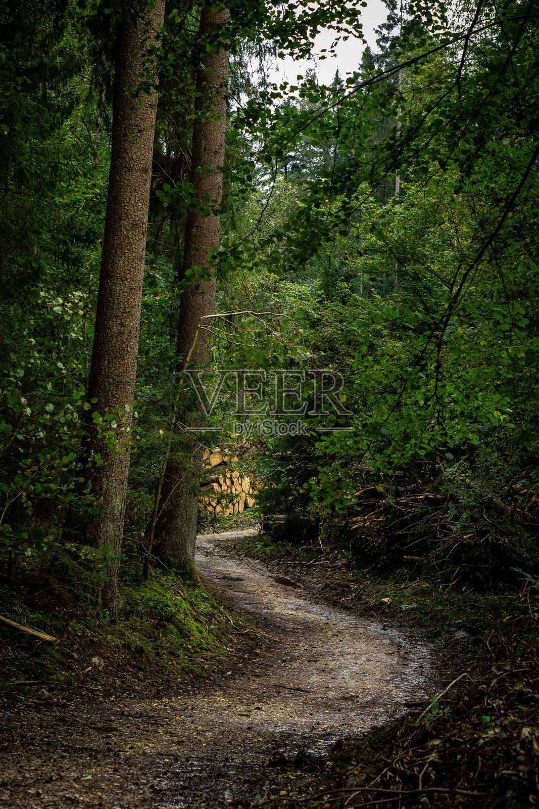 宁静的森林小径蜿蜒穿过郁郁葱葱的树木照片摄影图片