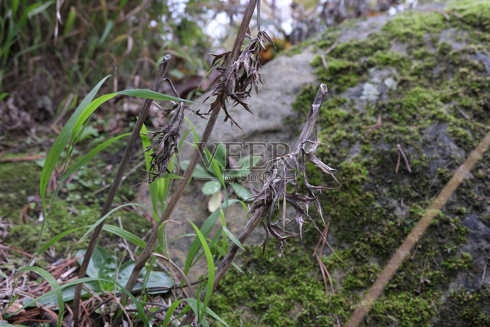 枯萎的植物照片摄影图片