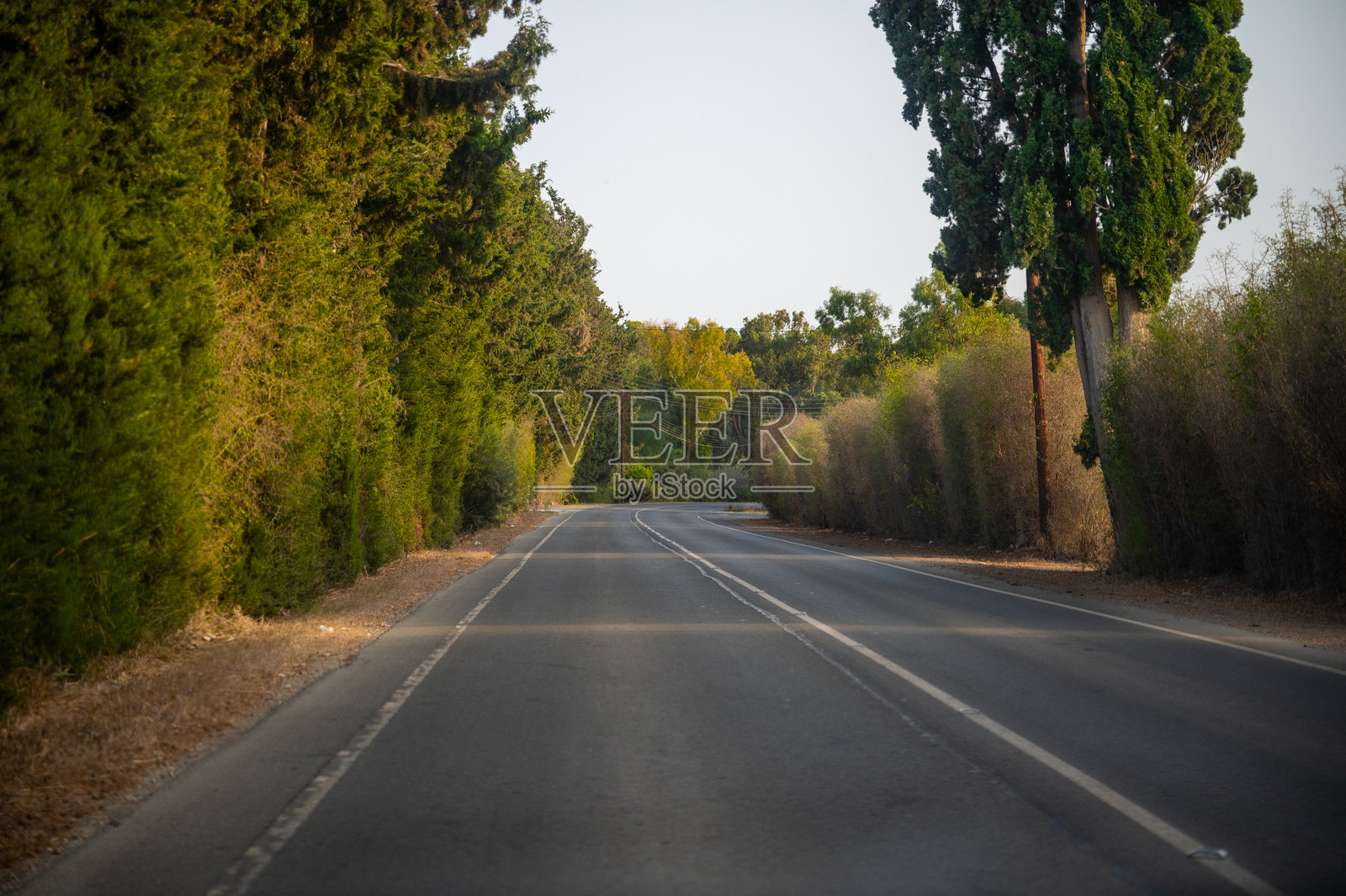 道路穿过森林照片摄影图片