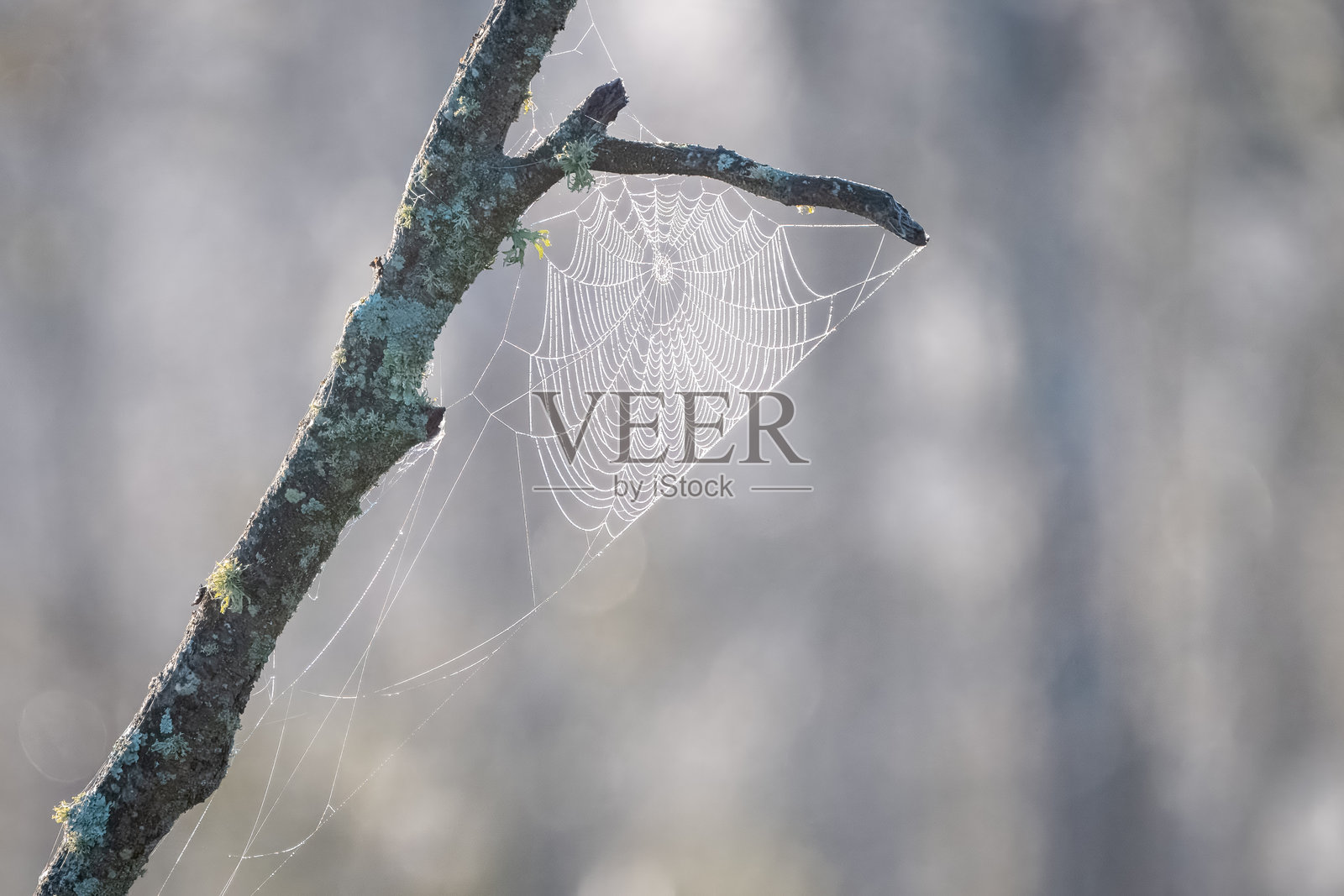 废弃的网络照片摄影图片