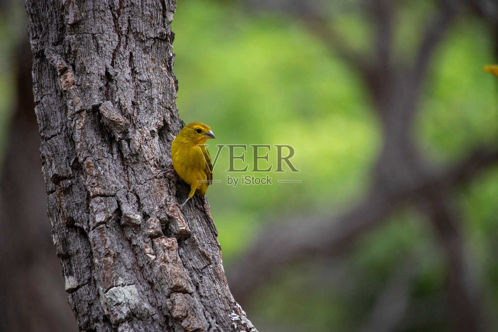 土雀照片摄影图片