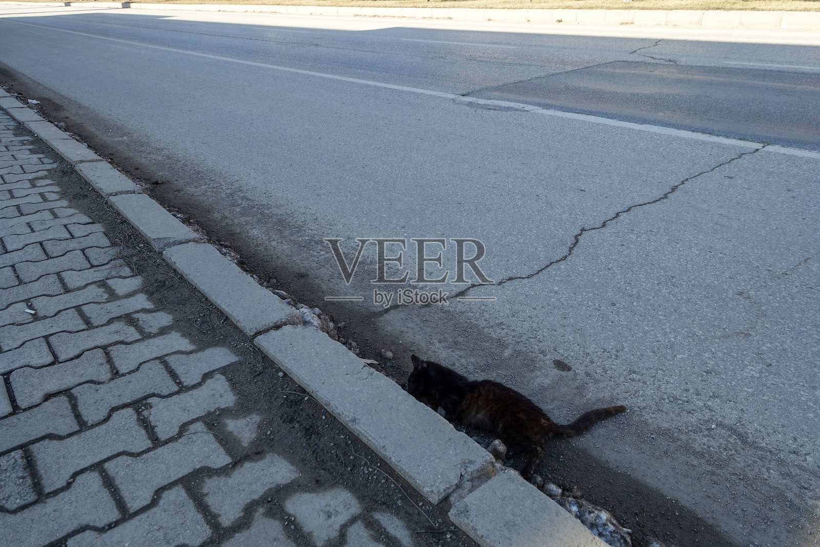 一只在主干道旁被车撞死的黑猫特写镜头照片摄影图片