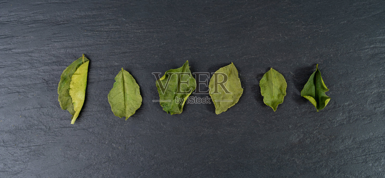 泰国青柠干叶,香茅青柠或柠檬草叶堆,咖喱青柠干芽,东南亚香料照片摄影图片