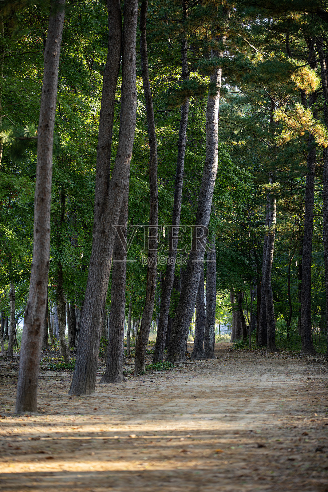 秋天的风景照片摄影图片