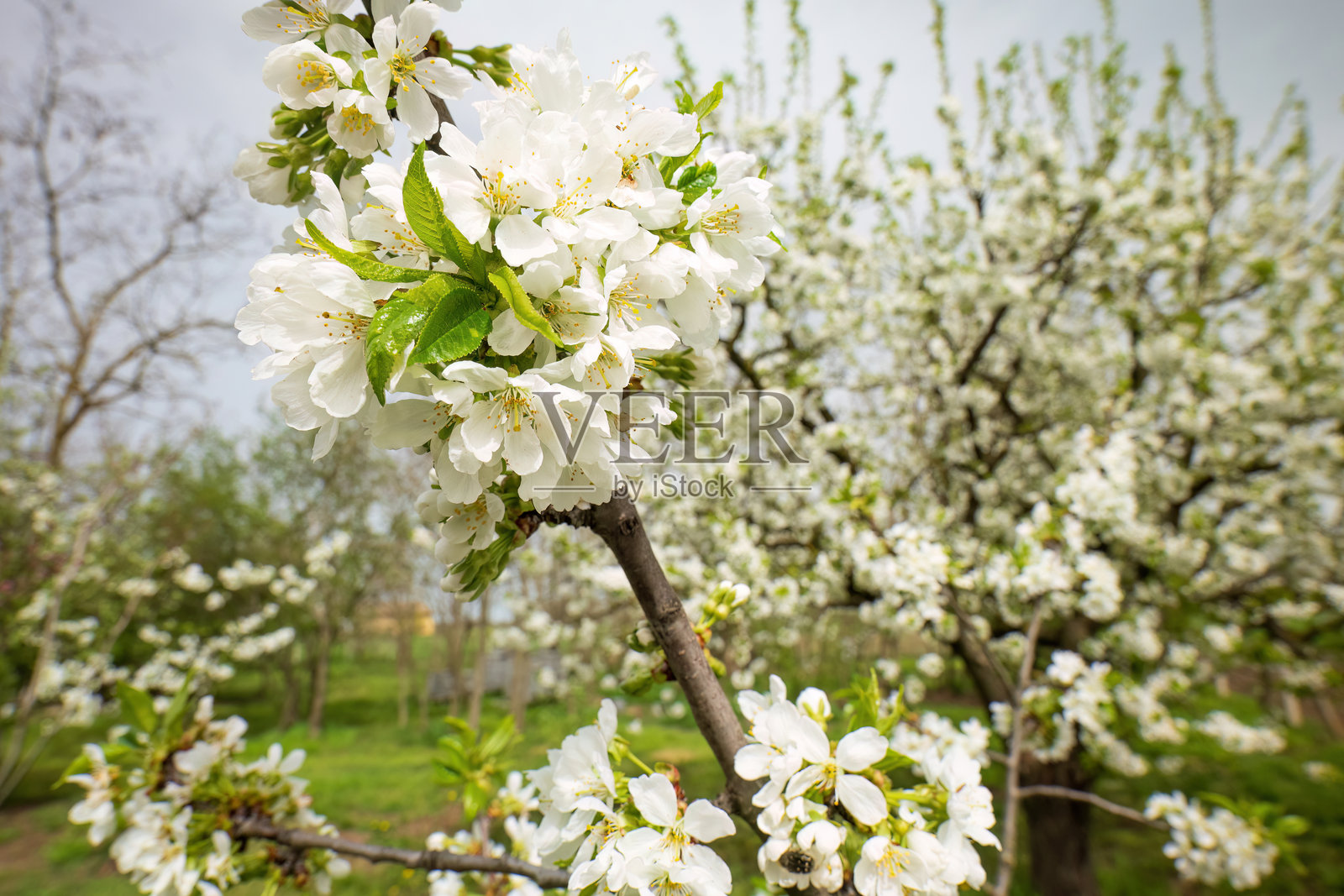 果园中樱花盛开照片摄影图片