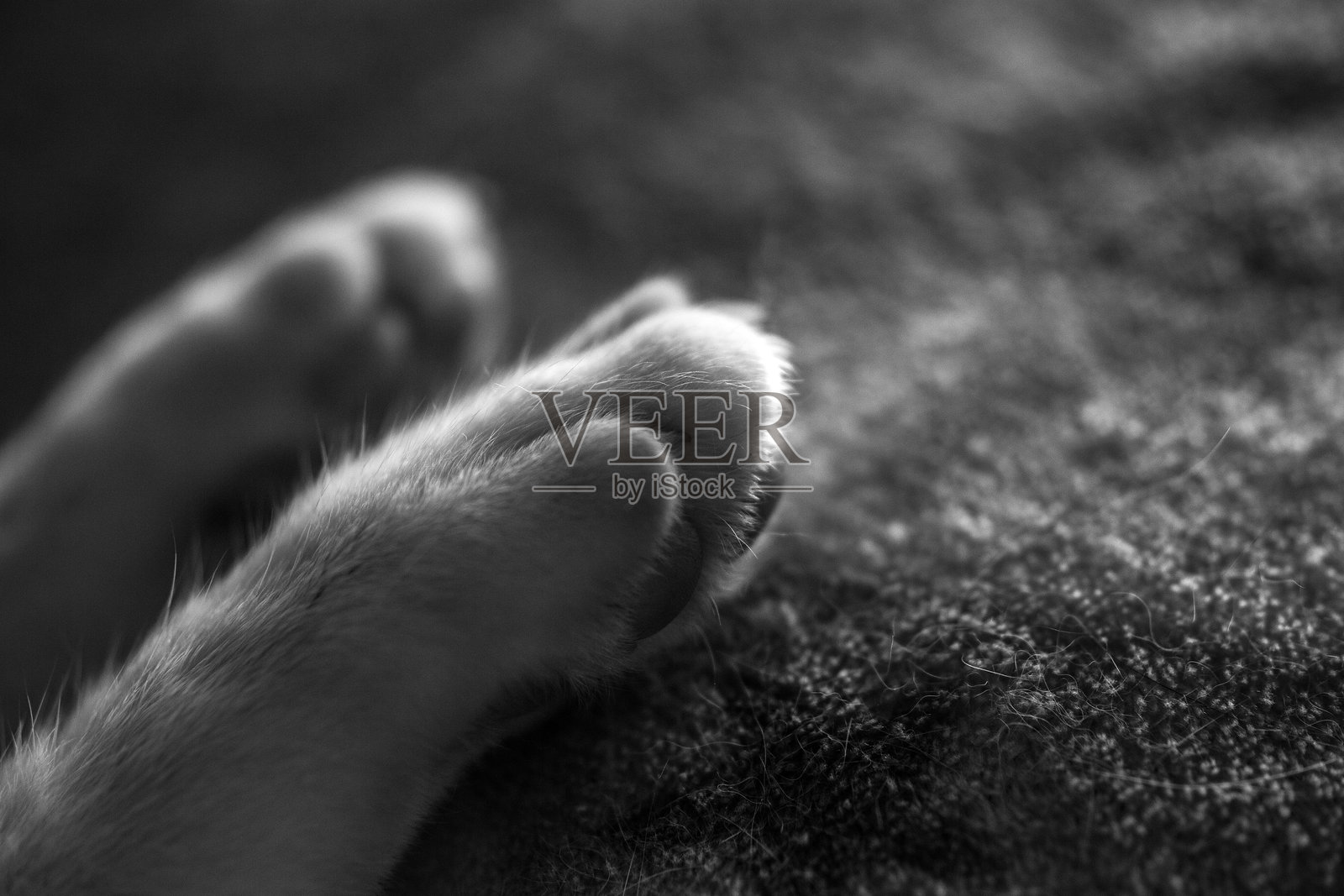 猫爪的细节。照片摄影图片