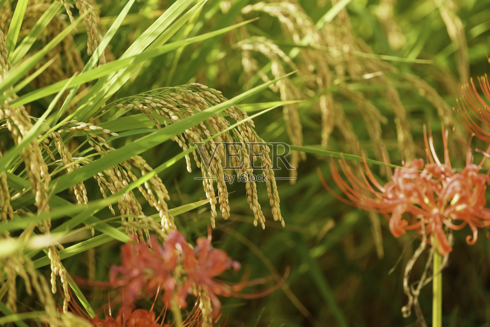 红色彼岸花与稻田,秋季风景照片摄影图片