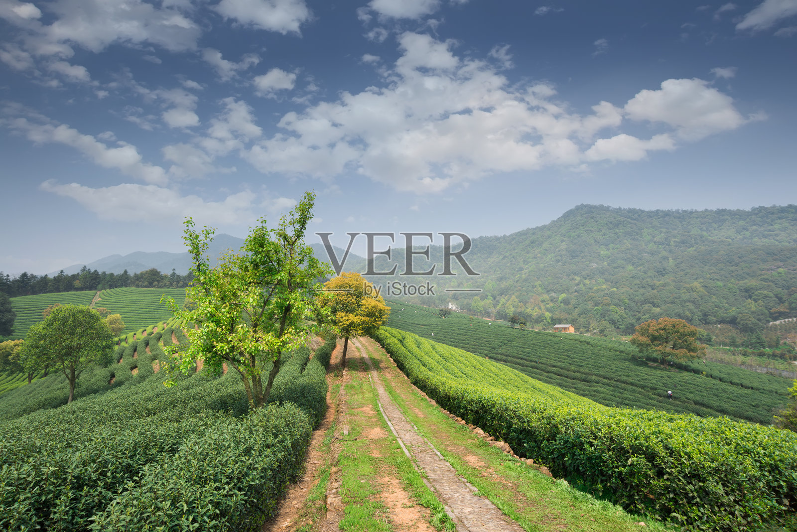 山上绿茶园照片摄影图片