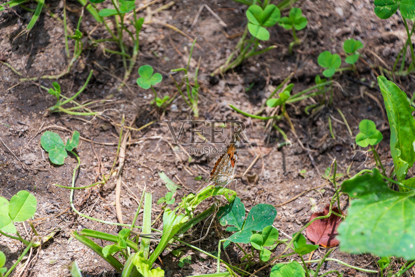 蝴蝶栖息在三叶草上照片摄影图片