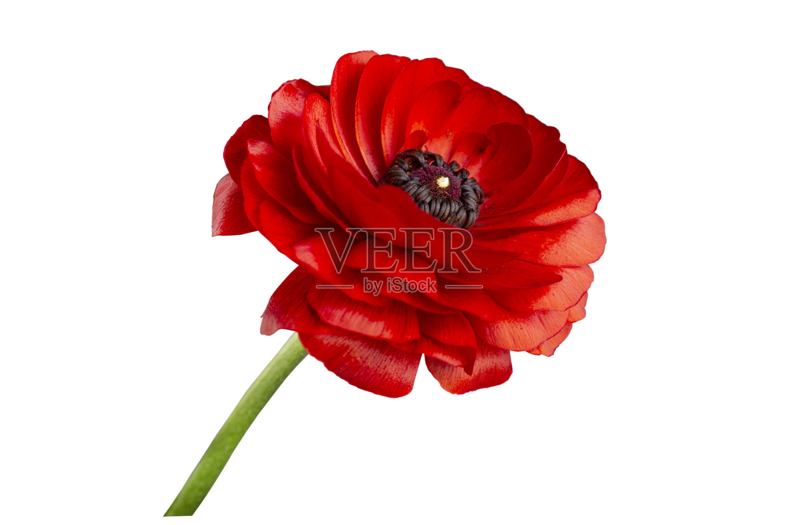 白色背景上的红花,适合设计。特写。自然。照片摄影图片