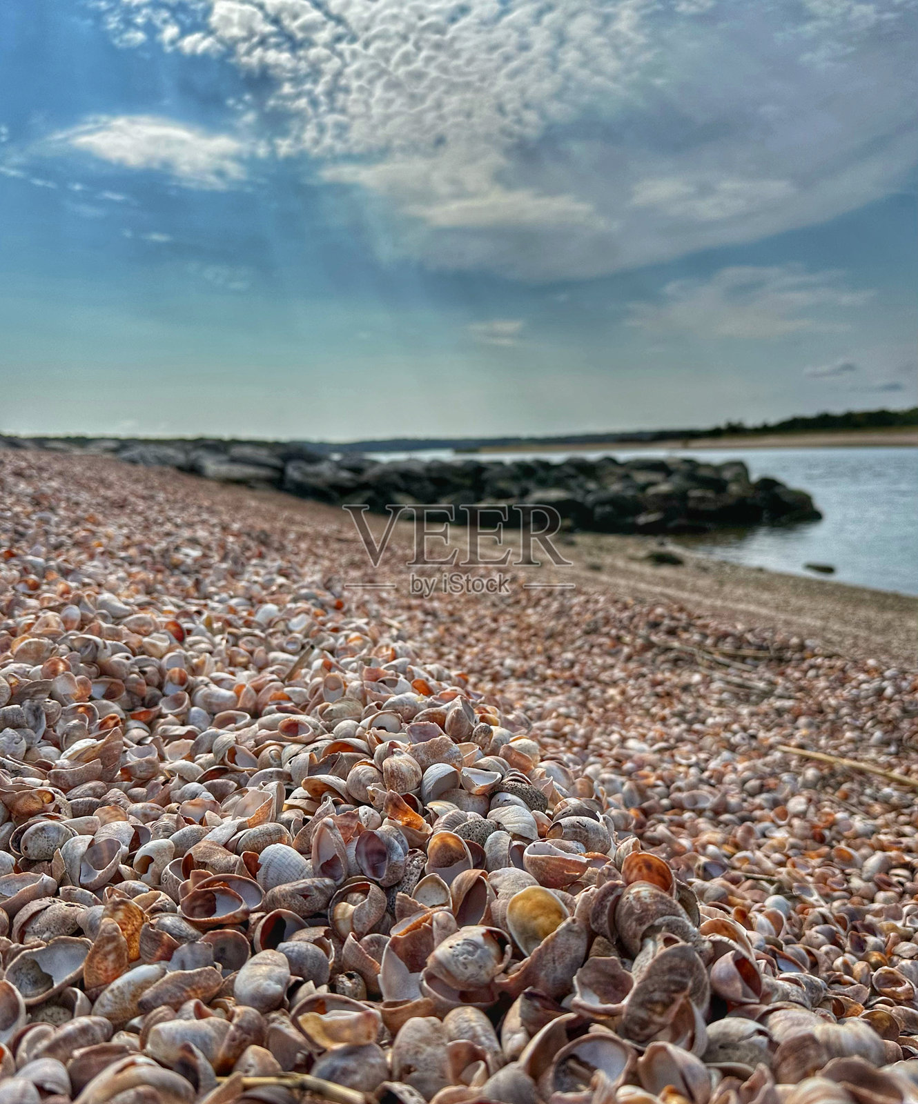 海滩上的贝壳照片摄影图片