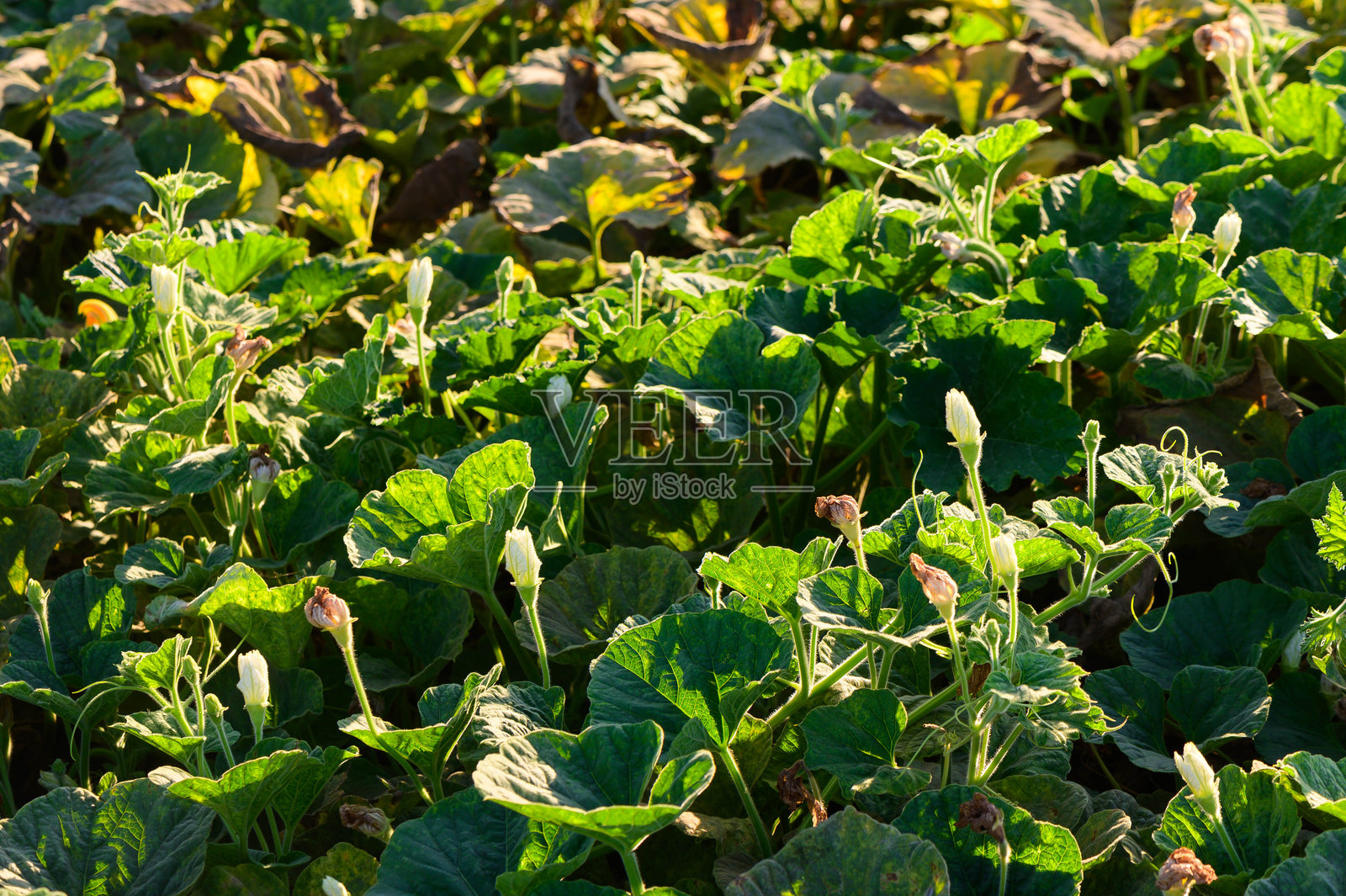 盛开的黄色南瓜花和叶子的特写镜头照片摄影图片