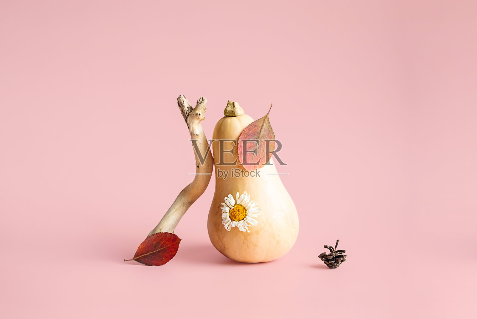 用秋叶和花装饰的南瓜。照片摄影图片