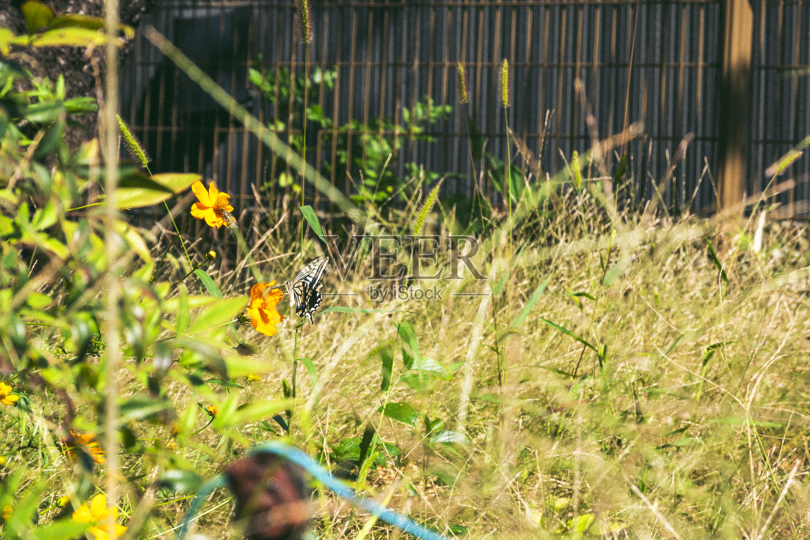 凤蝶栖息在宇宙花上。照片摄影图片