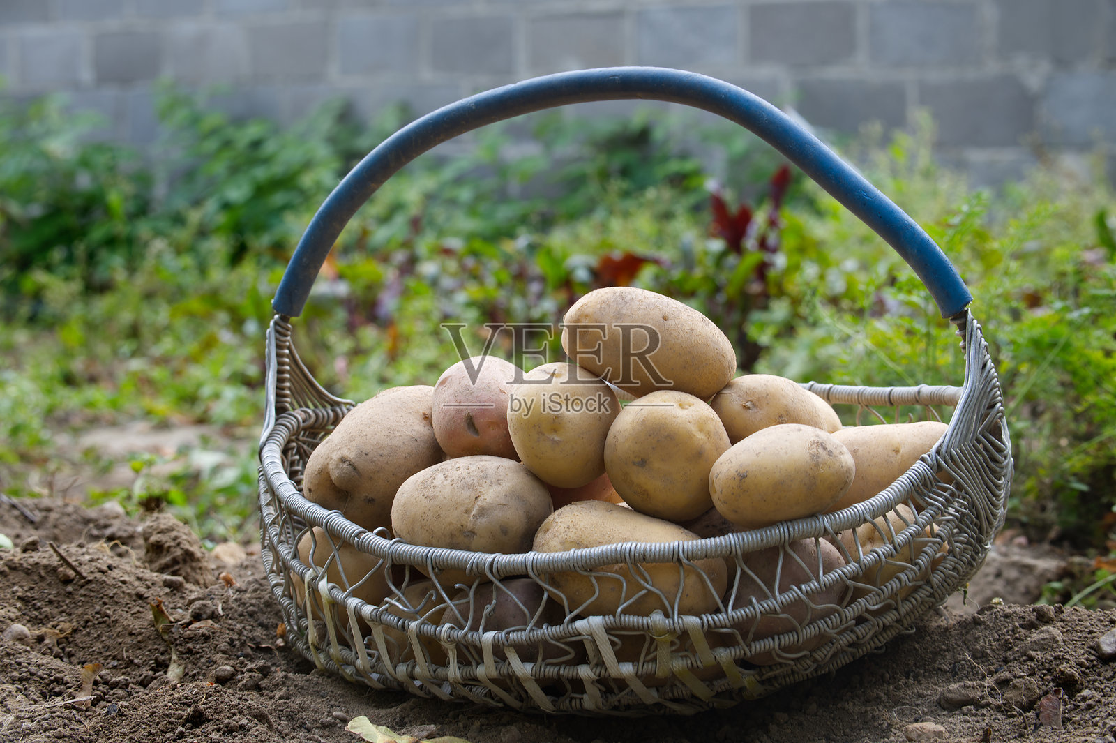 新鲜采摘的土豆放在户外的乡村铁篮中照片摄影图片