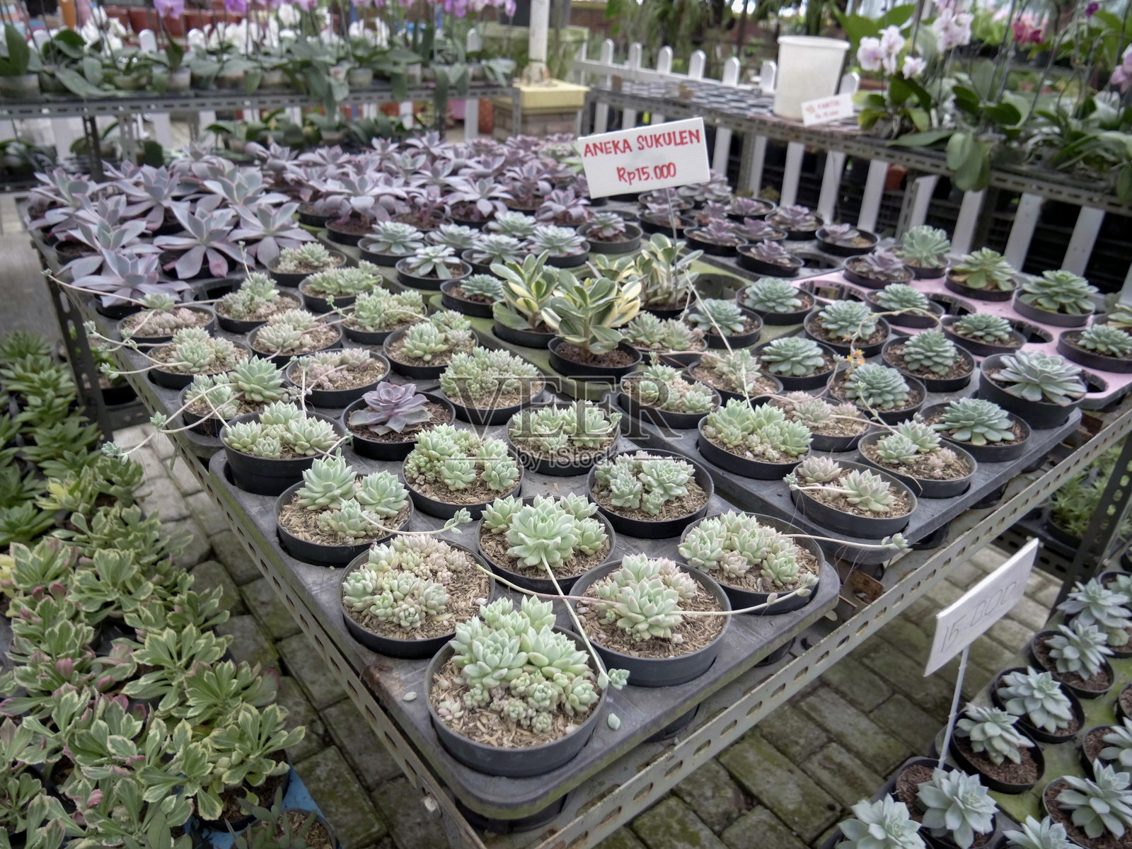 各种不同盆大小的迷你仙人掌。照片摄影图片