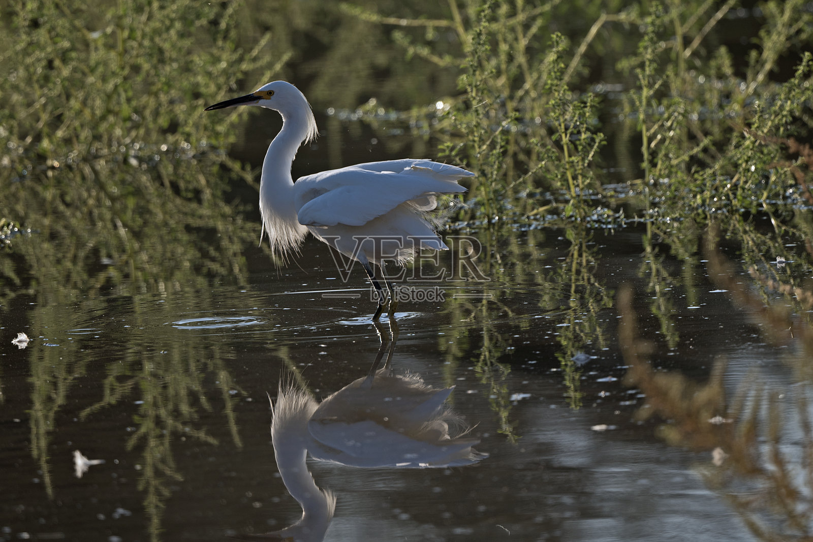 鸟在池塘中寻找鱼照片摄影图片