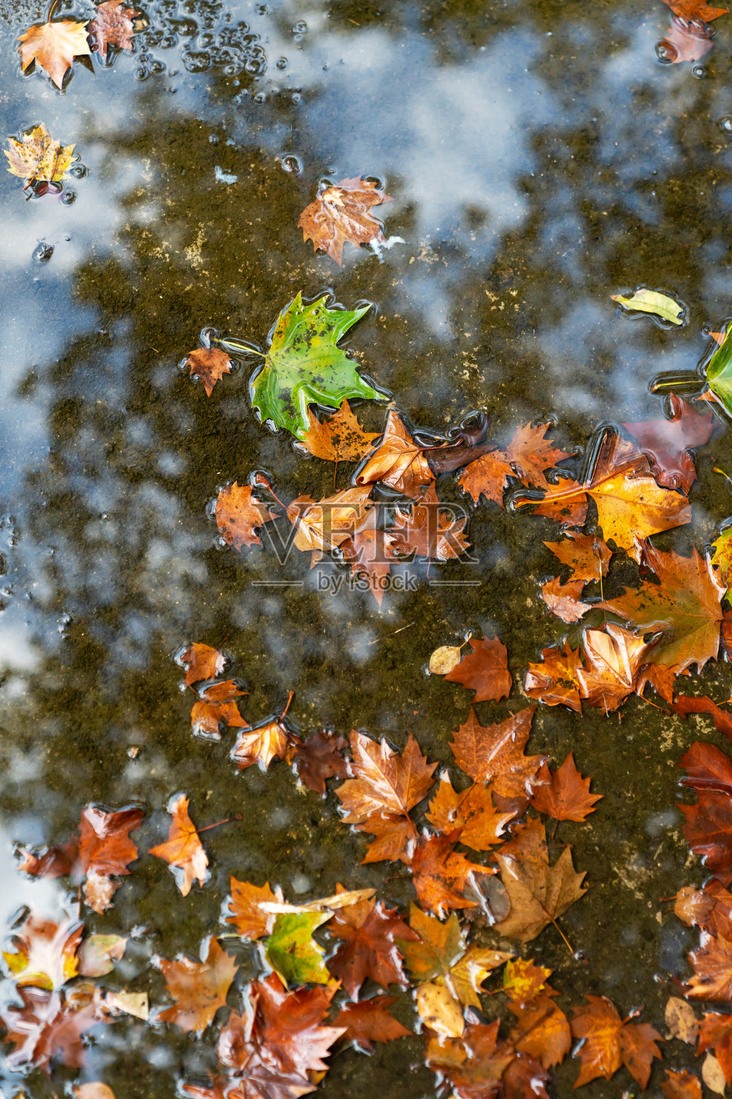 秋天寒冷的雨天。黄色和橙色的枫叶漂浮在湖面上。照片摄影图片