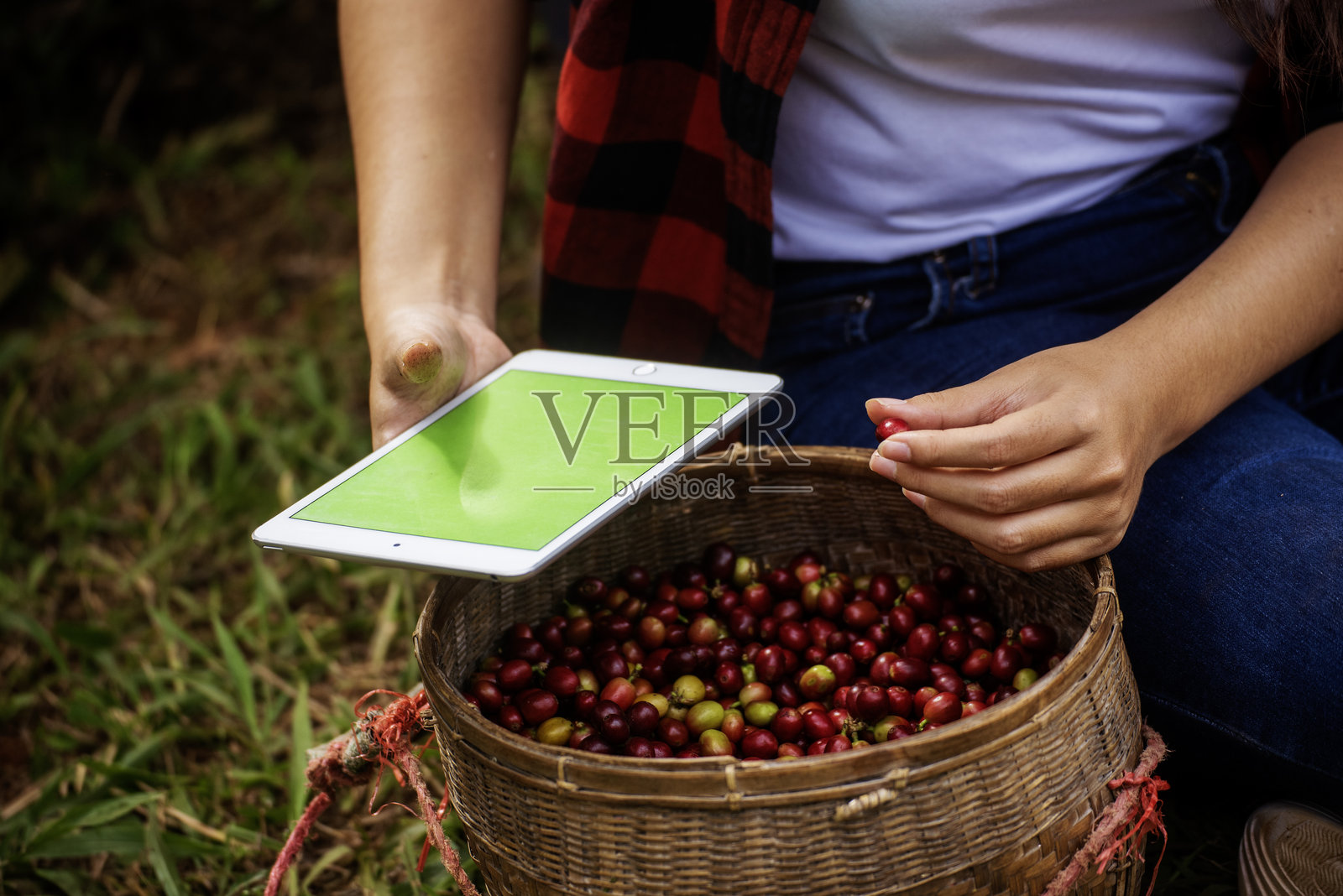 聪明的农场女性手持智能手机和平板电脑,在生态绿色农场检查咖啡树的质量控制。女性工人用手指指向设备屏幕,利用科技进行生态生物技术种植。照片摄影图片