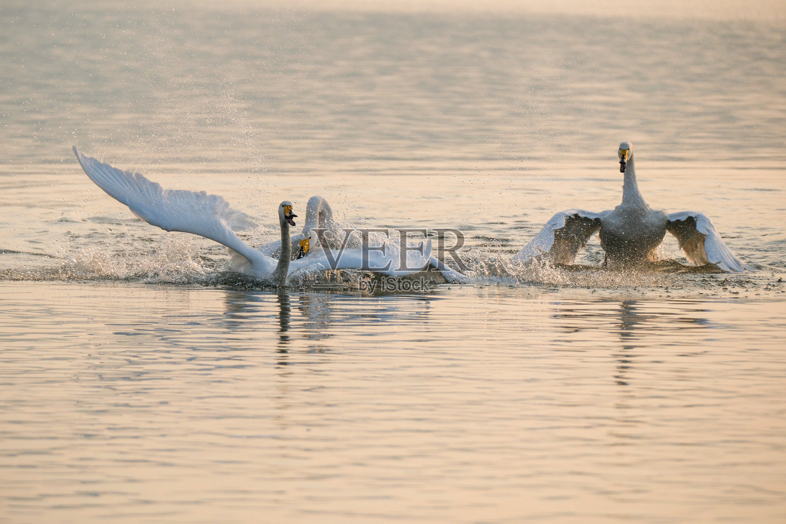 天鹅在湖上嬉戏照片摄影图片