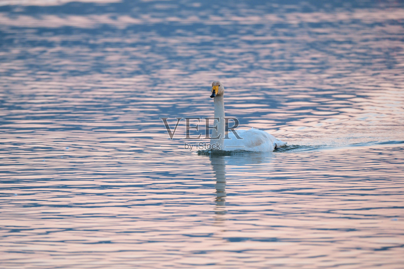 湖面上的天鹅照片摄影图片