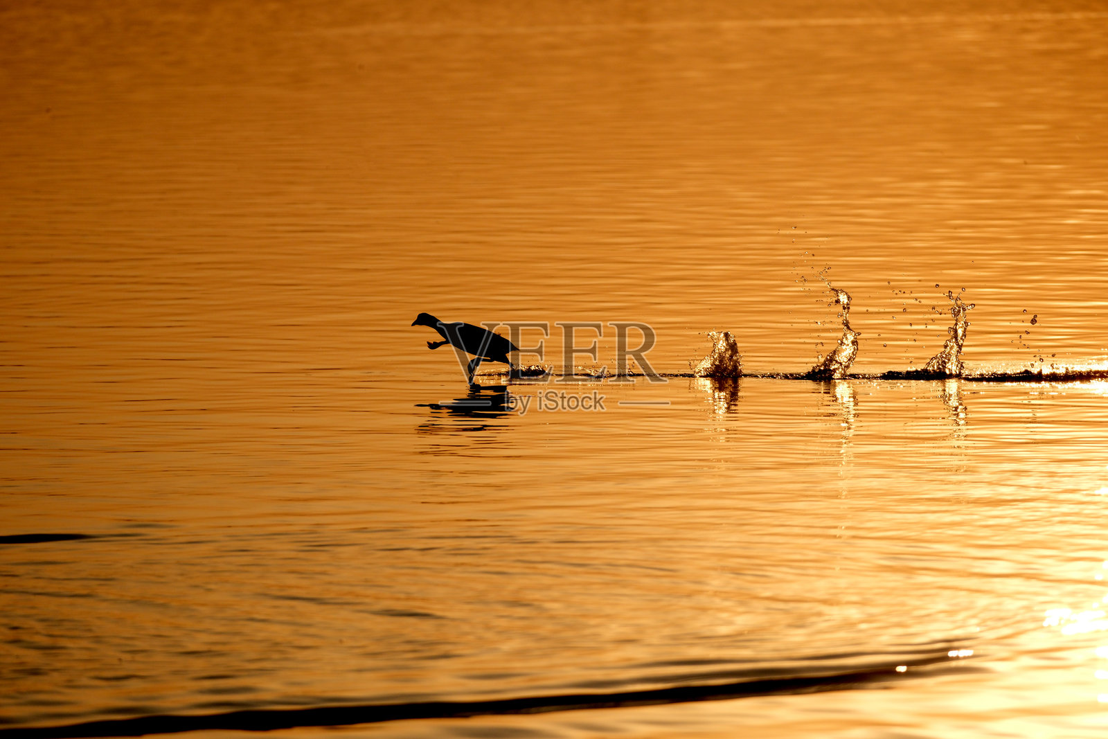 湖面上的白鹭照片摄影图片