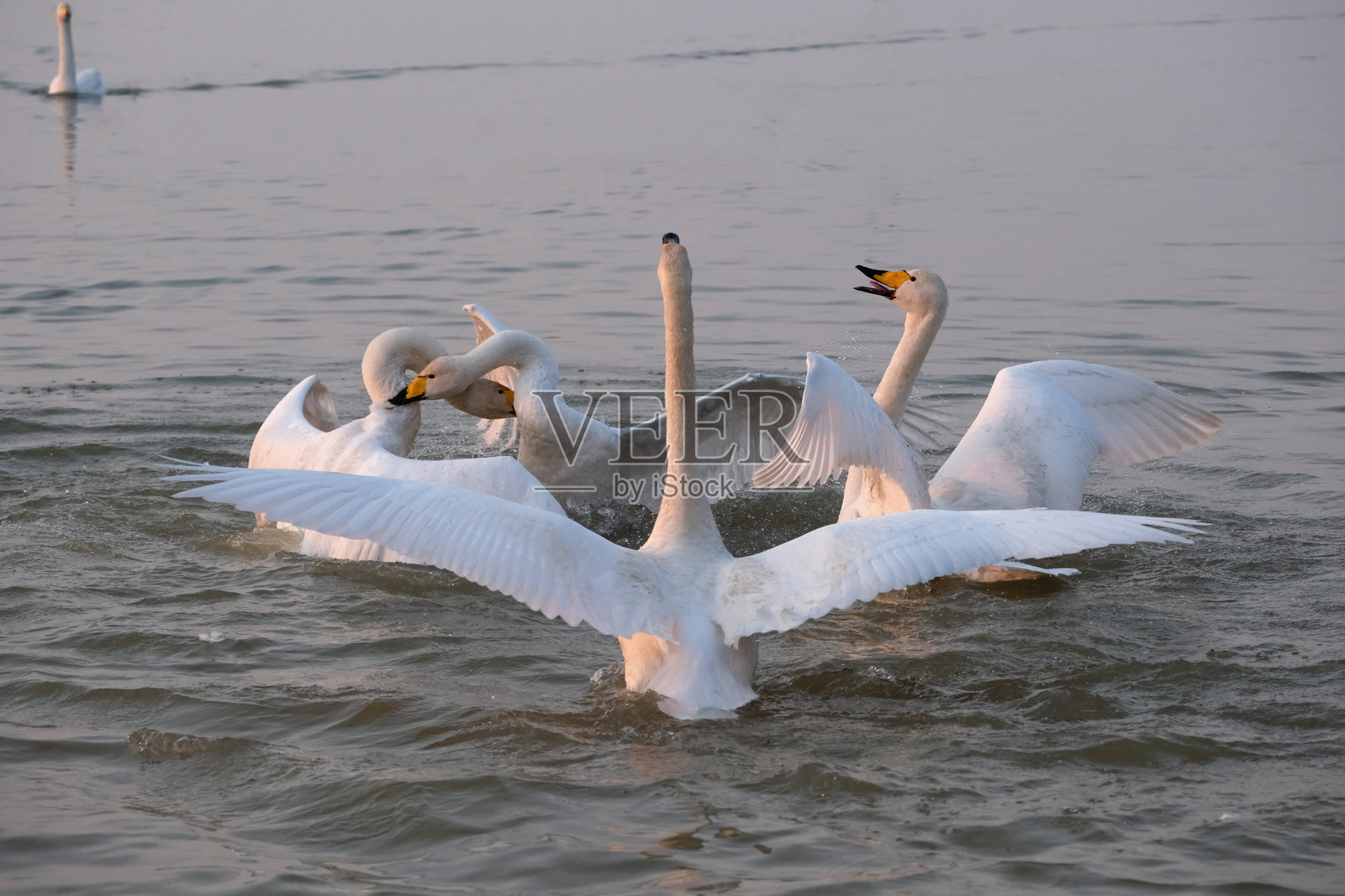 天鹅在湖上嬉戏照片摄影图片