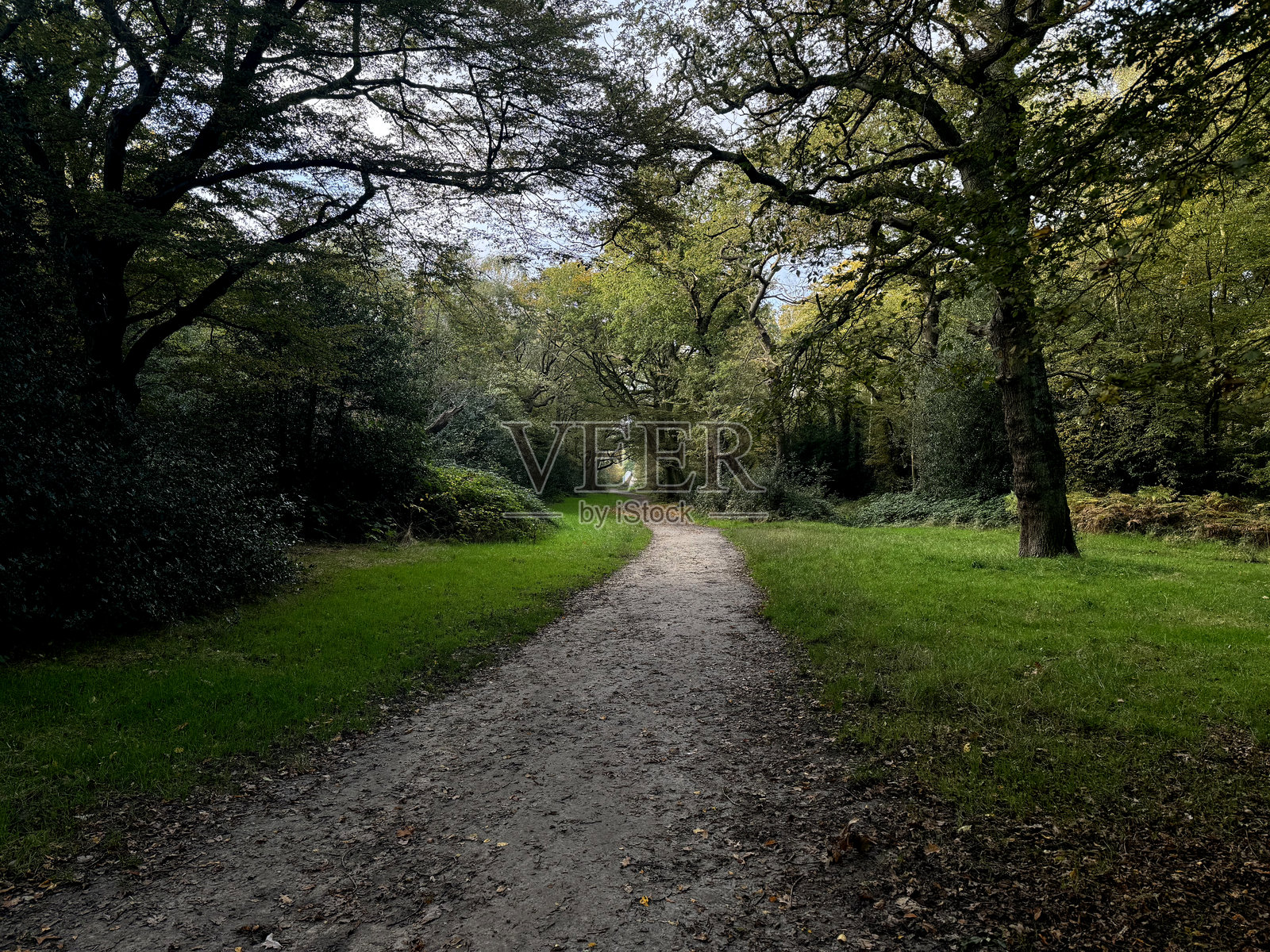 埃平森林中的泥土小径照片摄影图片