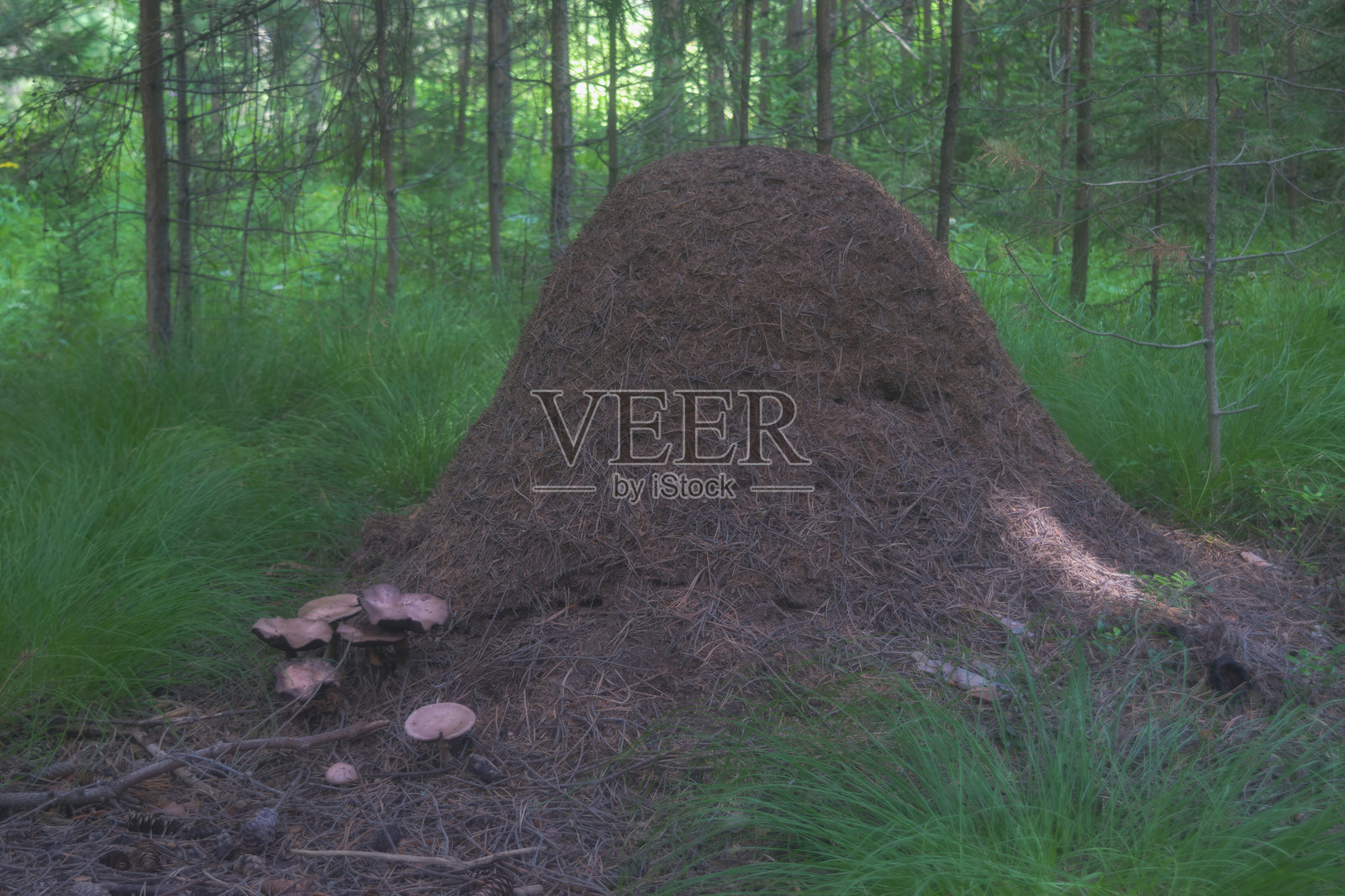 森林中红色林蚁的大蚁丘。照片摄影图片