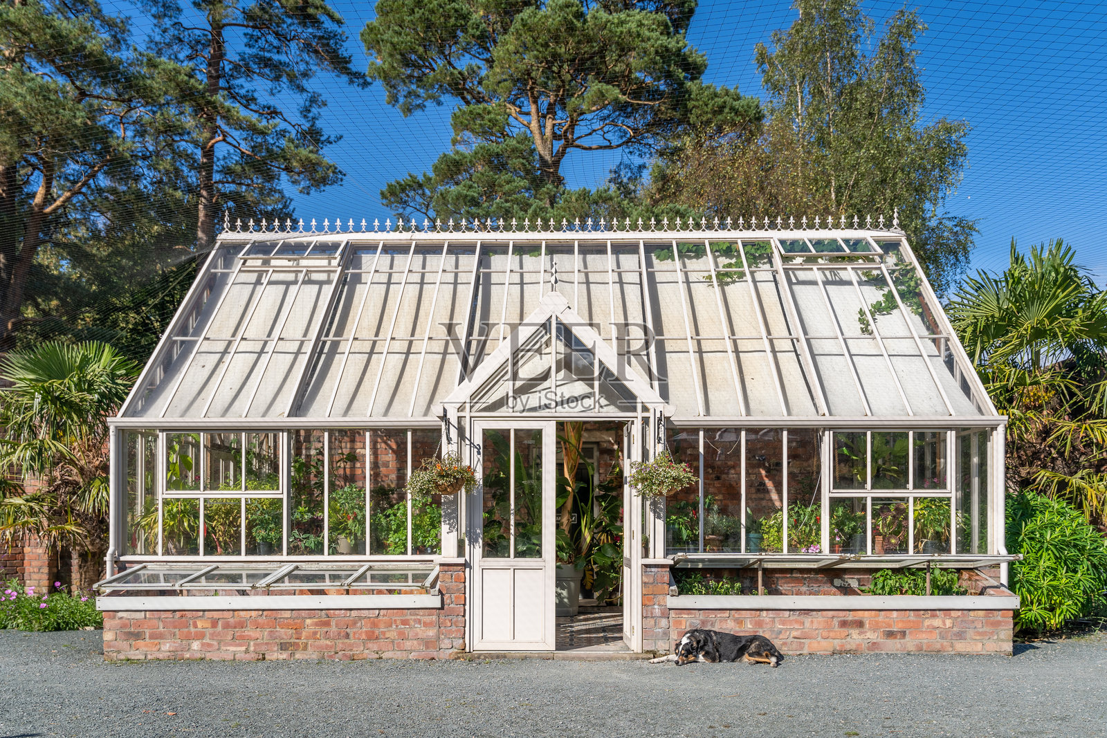 英式花园中的维多利亚风格温室和懒洋洋的狗照片摄影图片