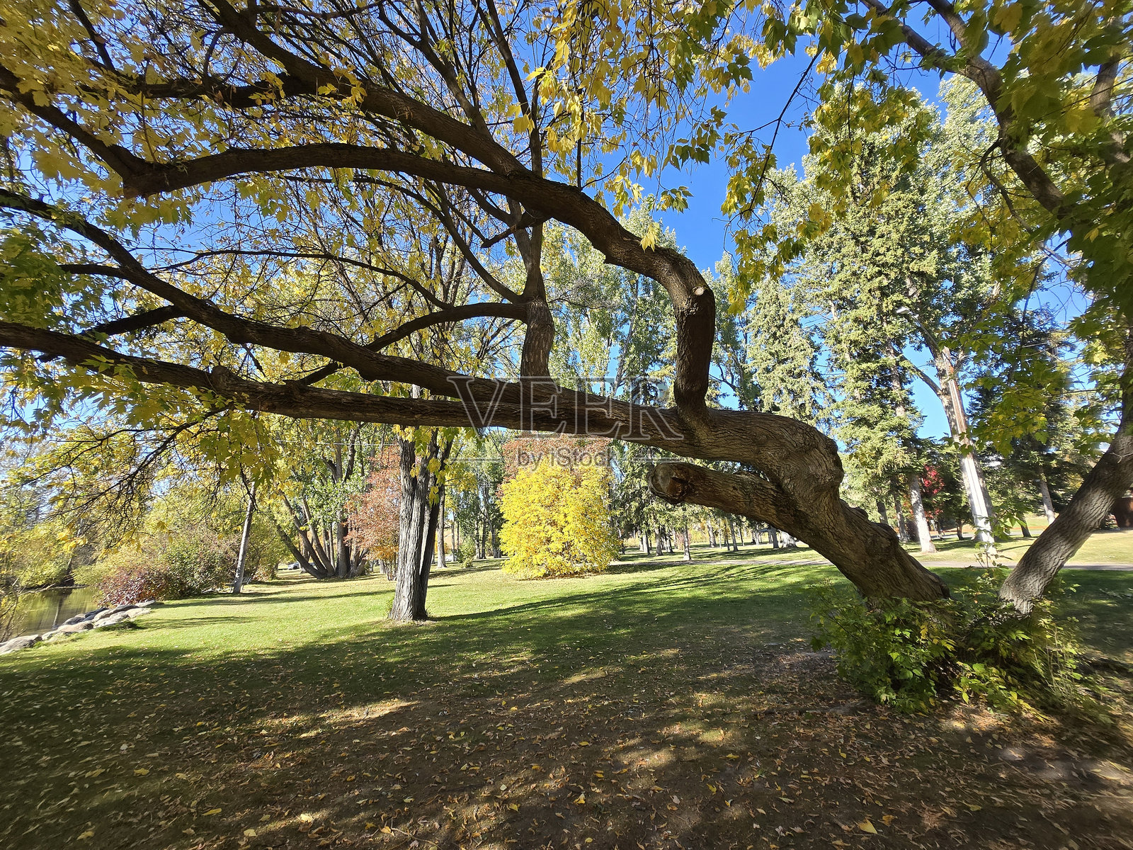 蒙大拿州卡利斯佩尔的森林公园照片摄影图片