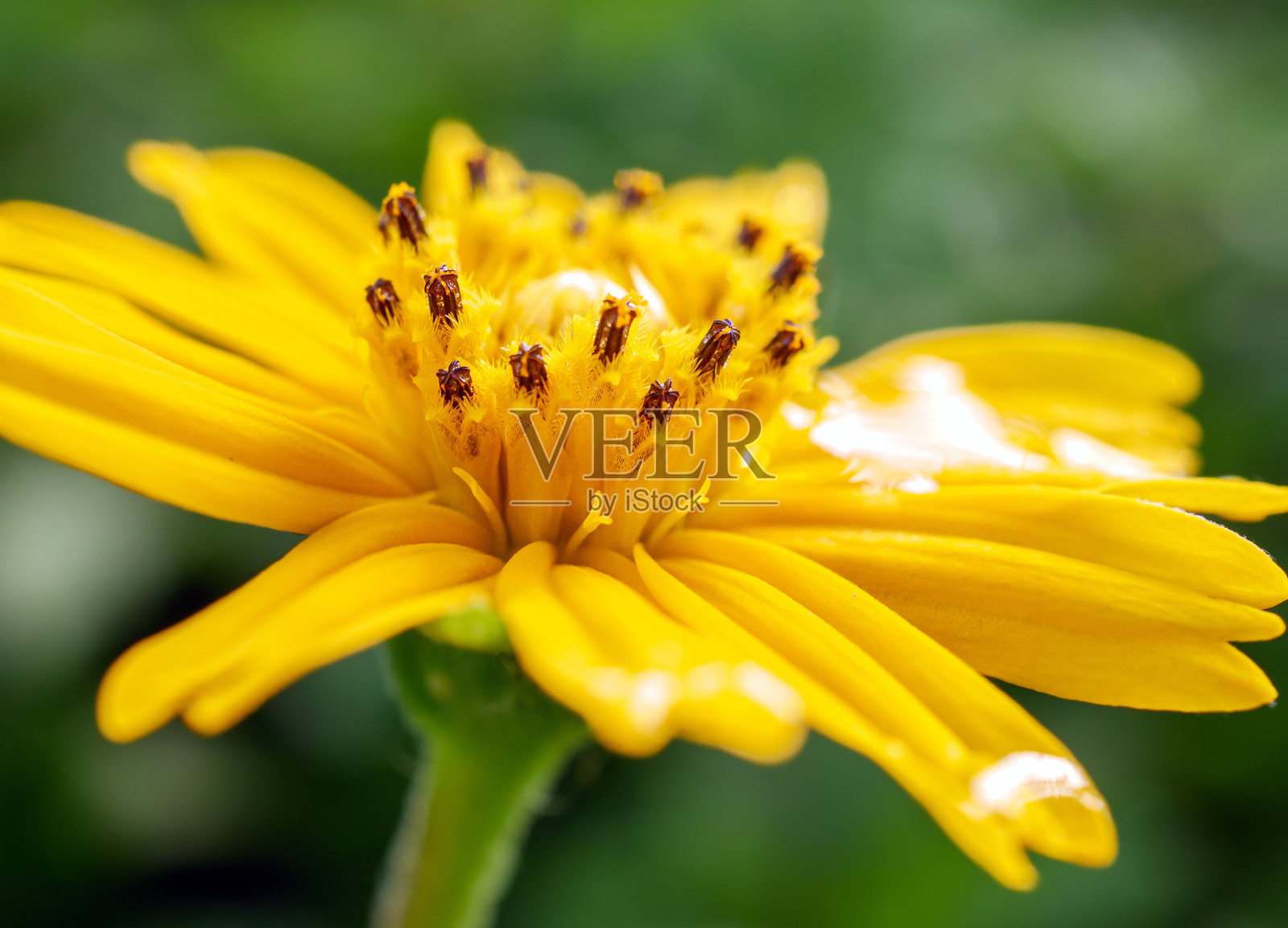 美丽的黄色爬行雏菊花,特写的花粉黄色爬行雏菊花,春天盛开的黄色爬行雏菊花照片摄影图片