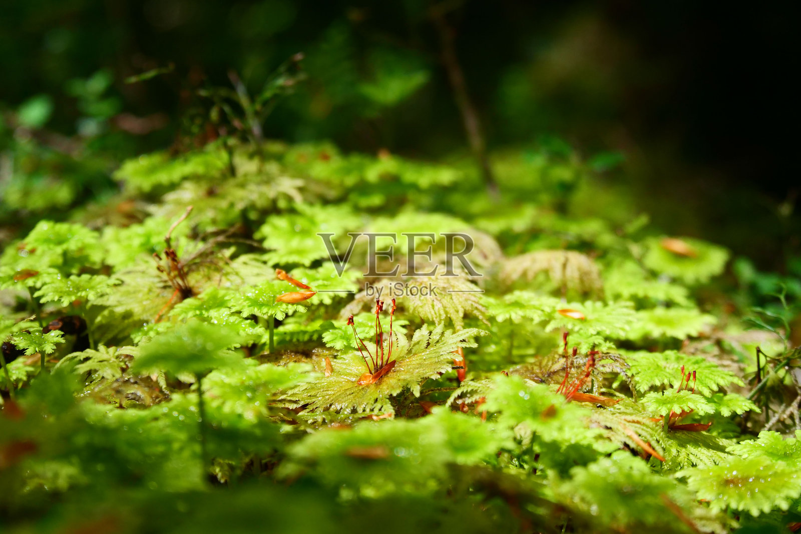 巴塔哥尼亚山脉Ventisquera Colgante Quelat国家公园的苔藓和森林地面的特写镜头照片摄影图片
