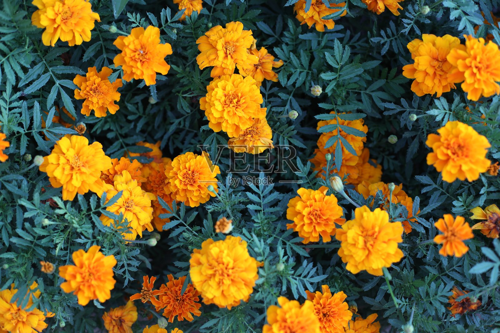 橙色万寿菊在花园中盛开的特写镜头照片摄影图片