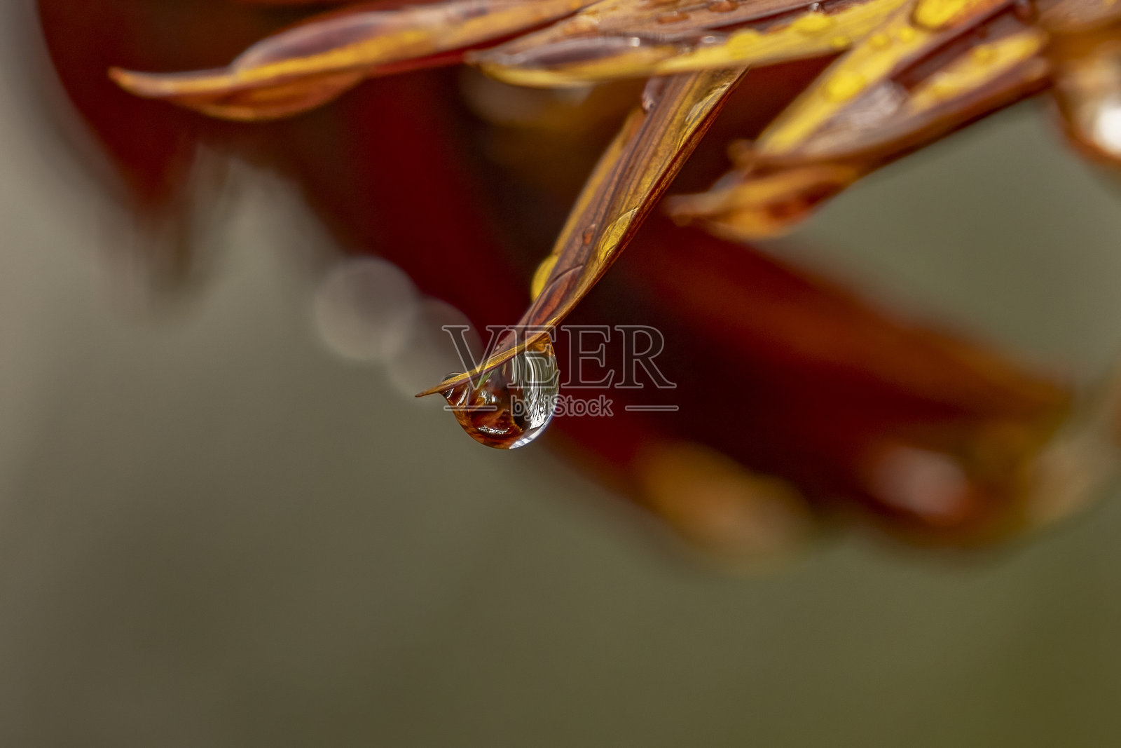 阳光花瓣上的水滴反射照片摄影图片