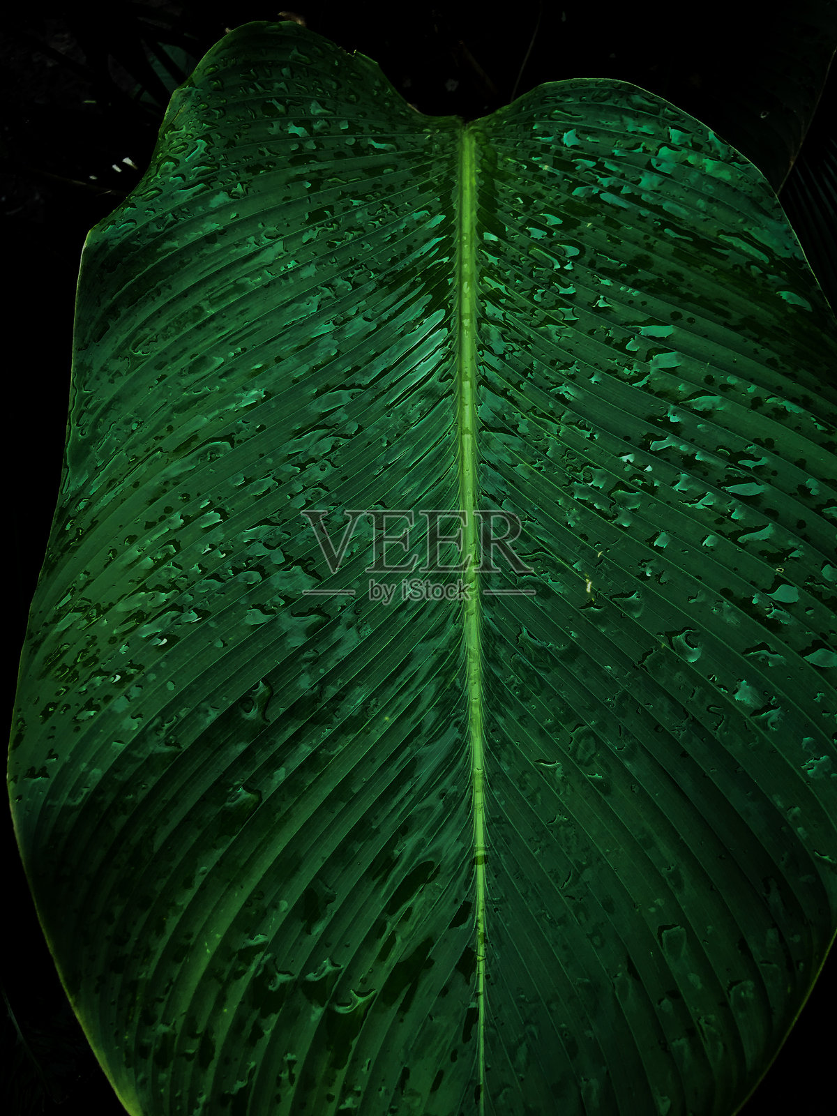 一片大绿叶的特写,表面有明显的水滴。照片摄影图片