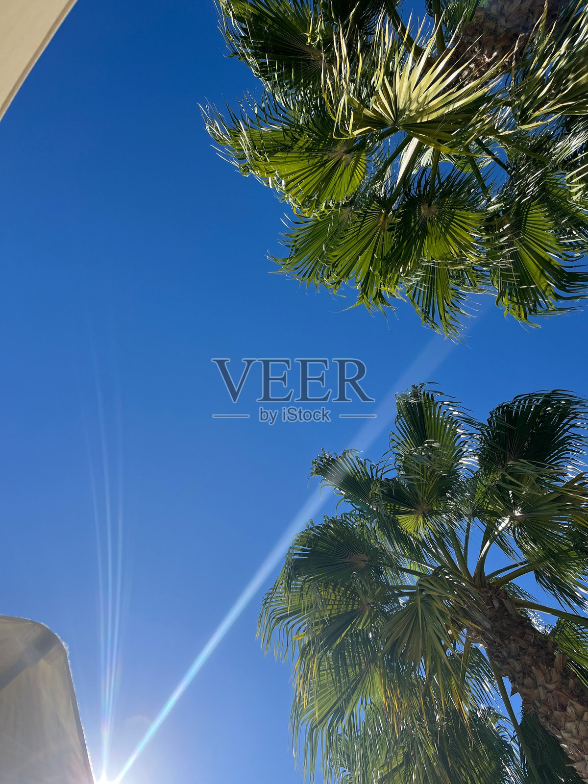 在晴朗的蓝天下的棕榈树照片摄影图片