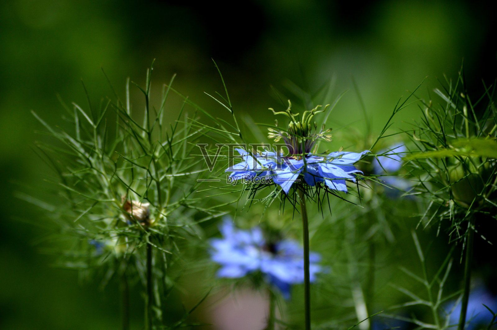 花园里的蓝色花朵照片摄影图片