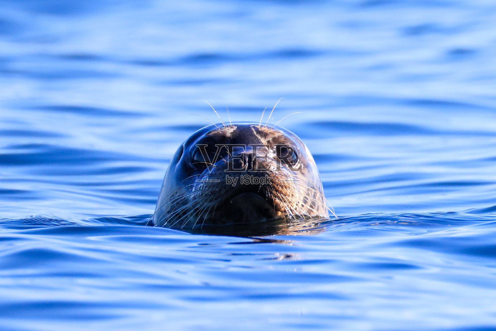 太平洋中的海豹照片摄影图片