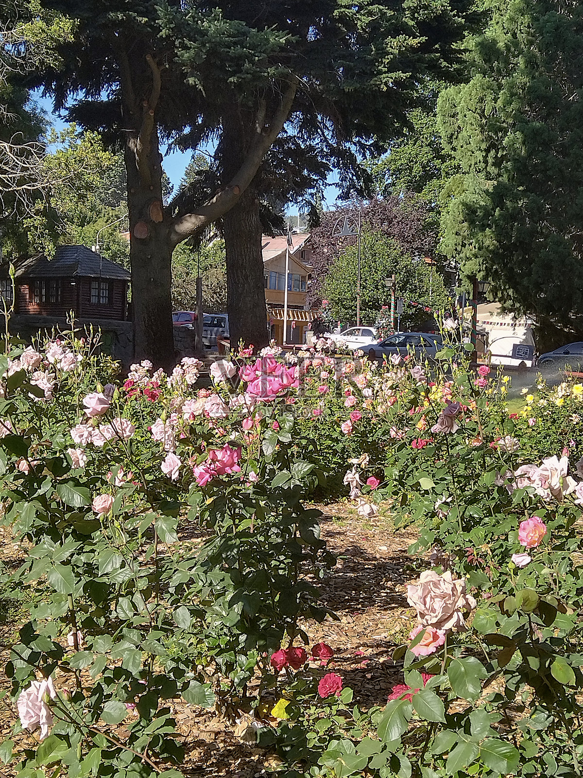 阿根廷里奥内格罗省圣卡洛斯德巴里洛切的城市公园,花卉装饰。照片摄影图片