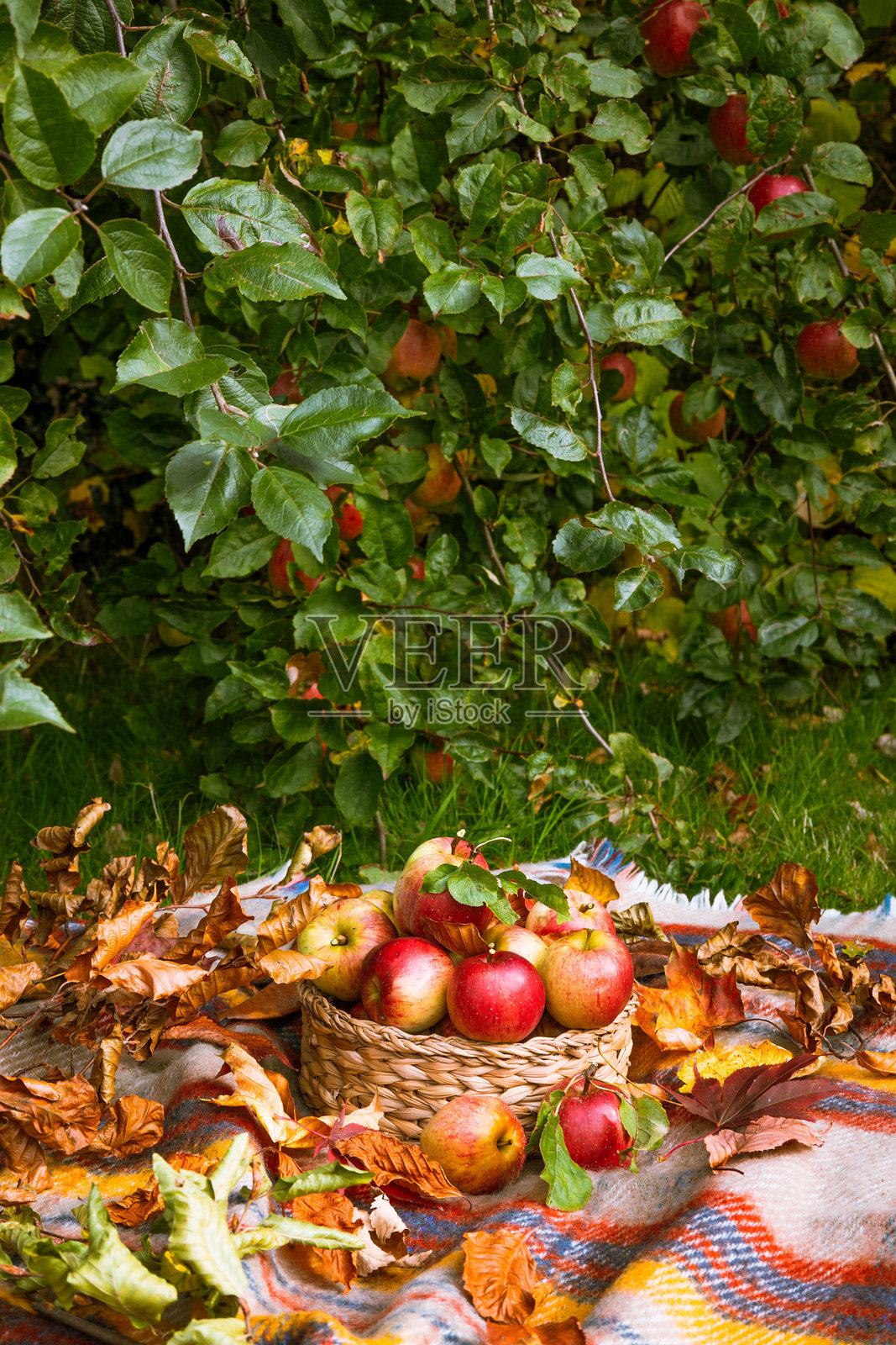 秋天英国家庭花园里的苹果丰收照片摄影图片