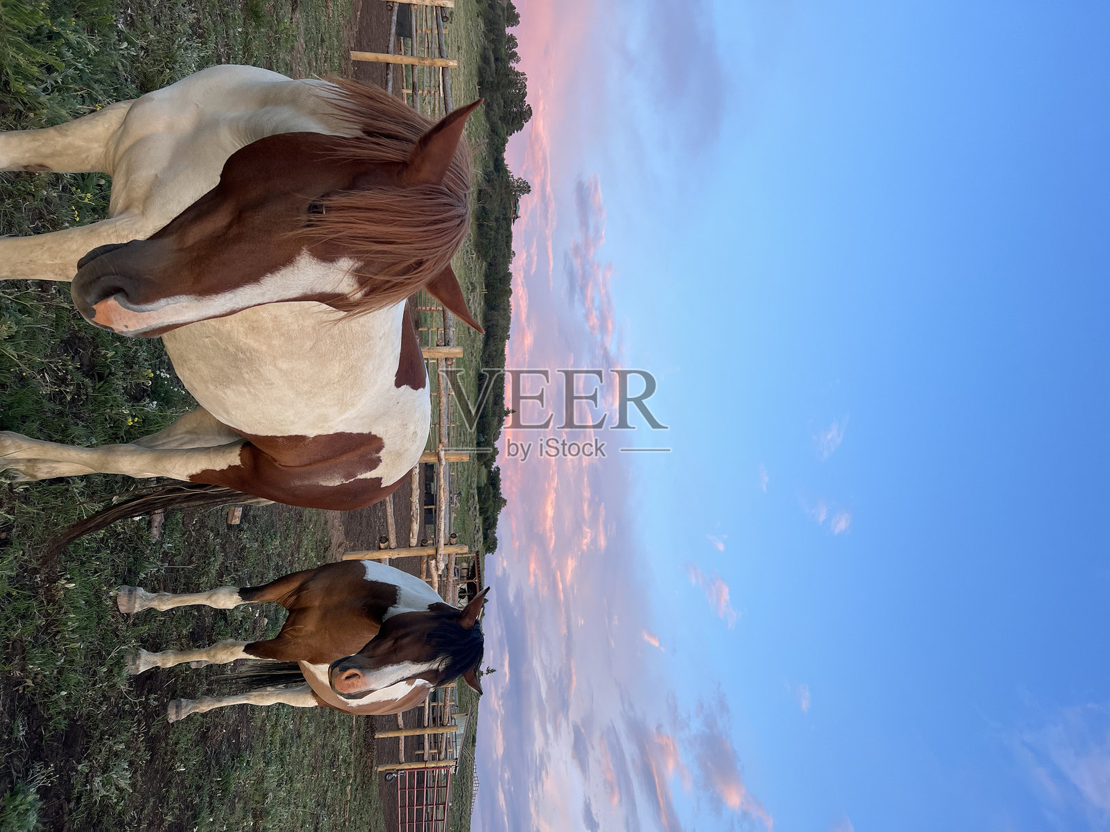 野马在自然中照片摄影图片