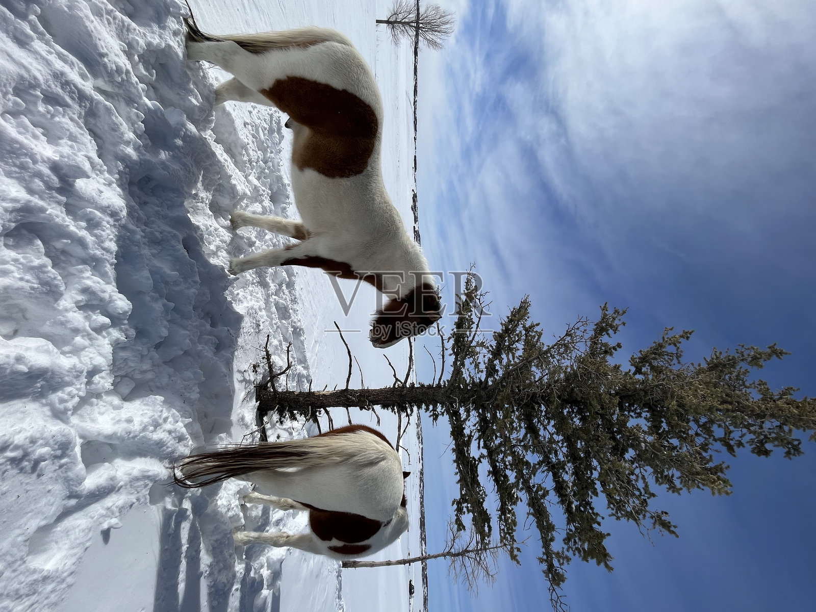 野马在自然中照片摄影图片