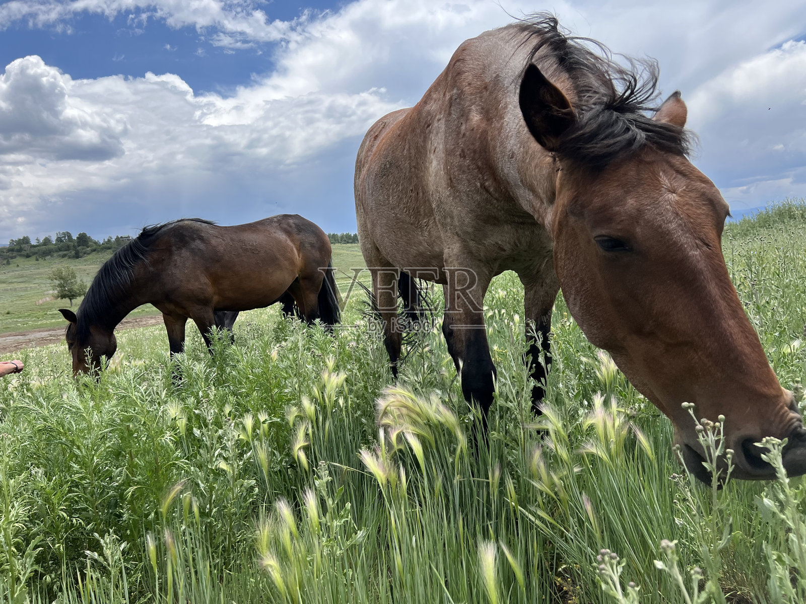野马在自然中照片摄影图片