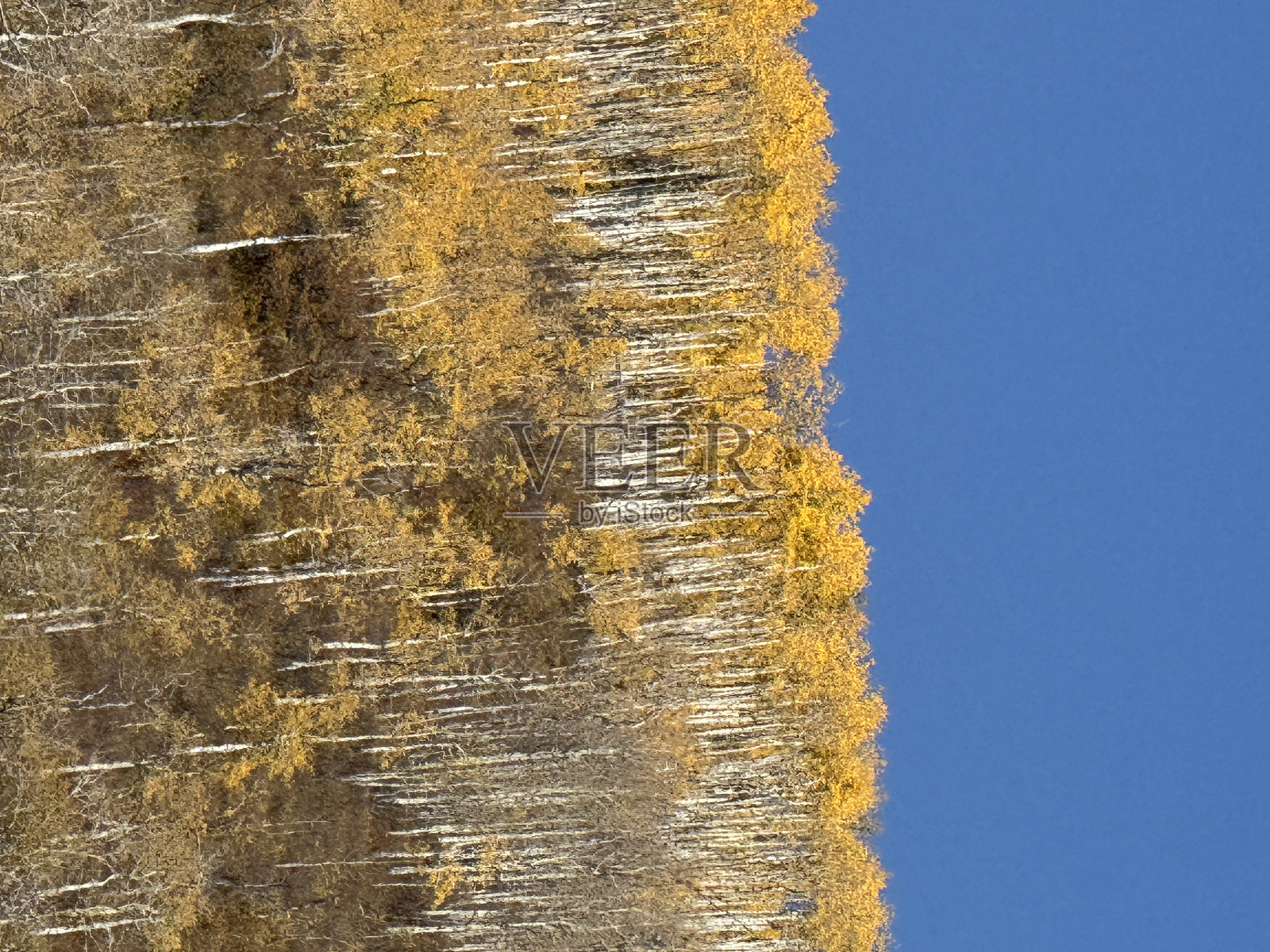落基山脉的秋天照片摄影图片